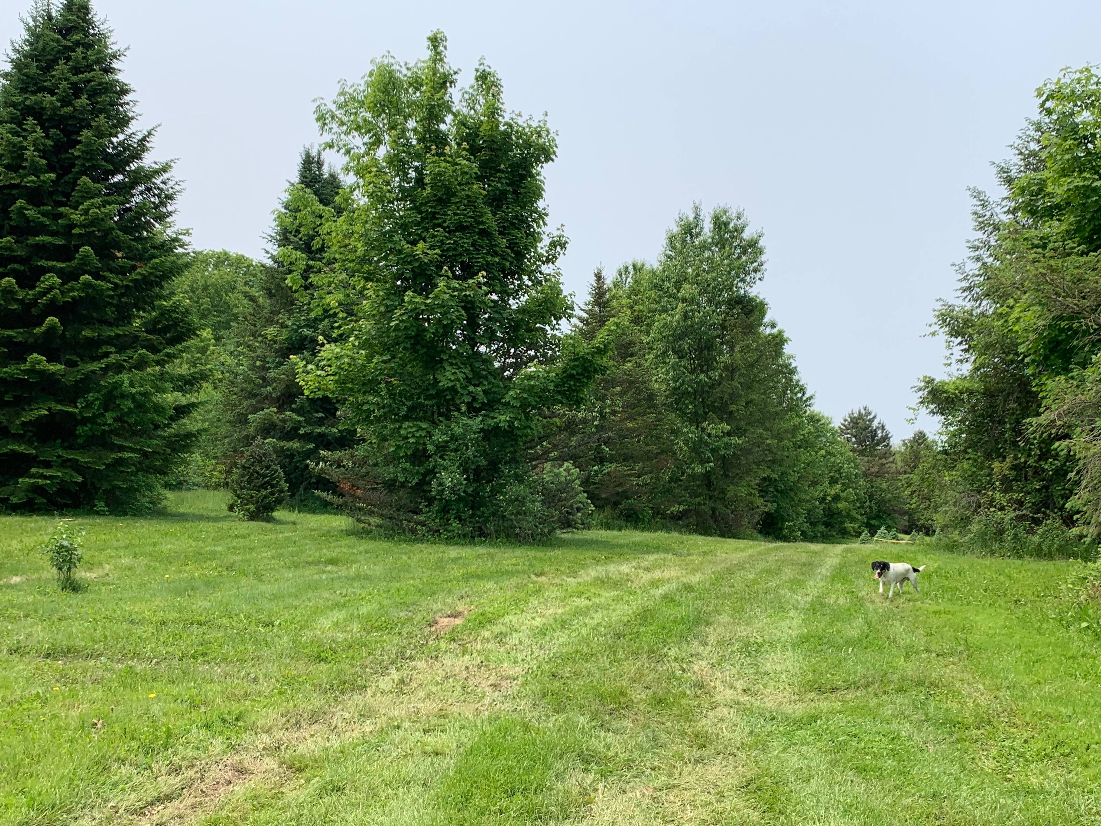 Peaceful Pines
