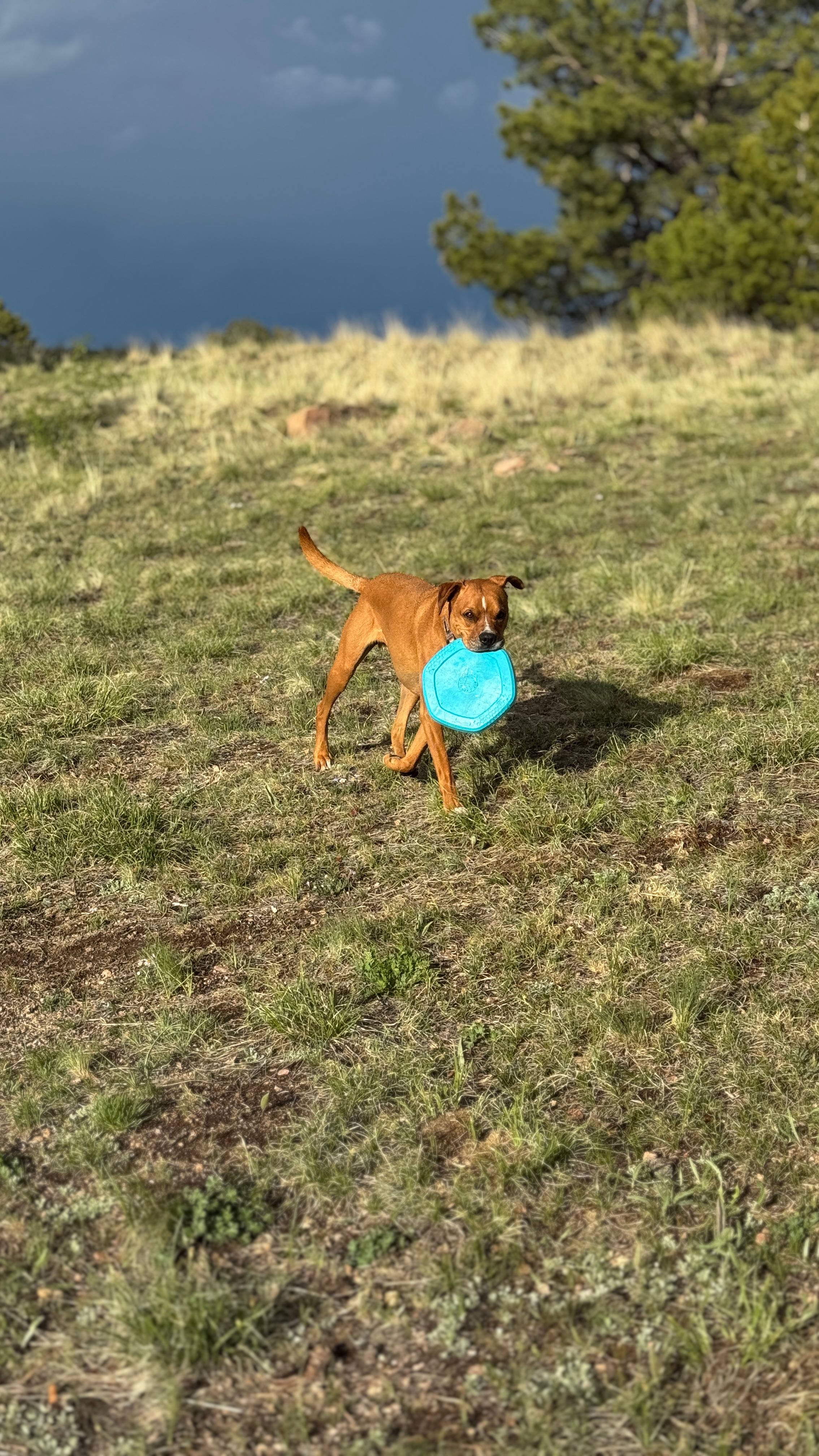 GlampingColorado.com