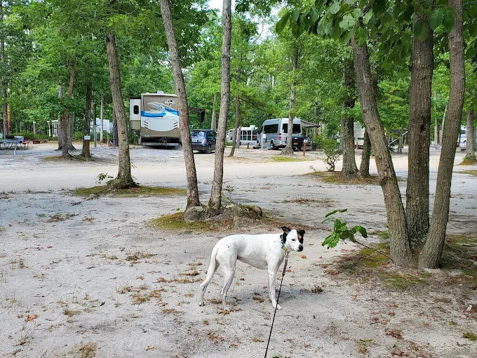 Atlantic Shore Pines Campground- Jersey Shore Camping at its finest!