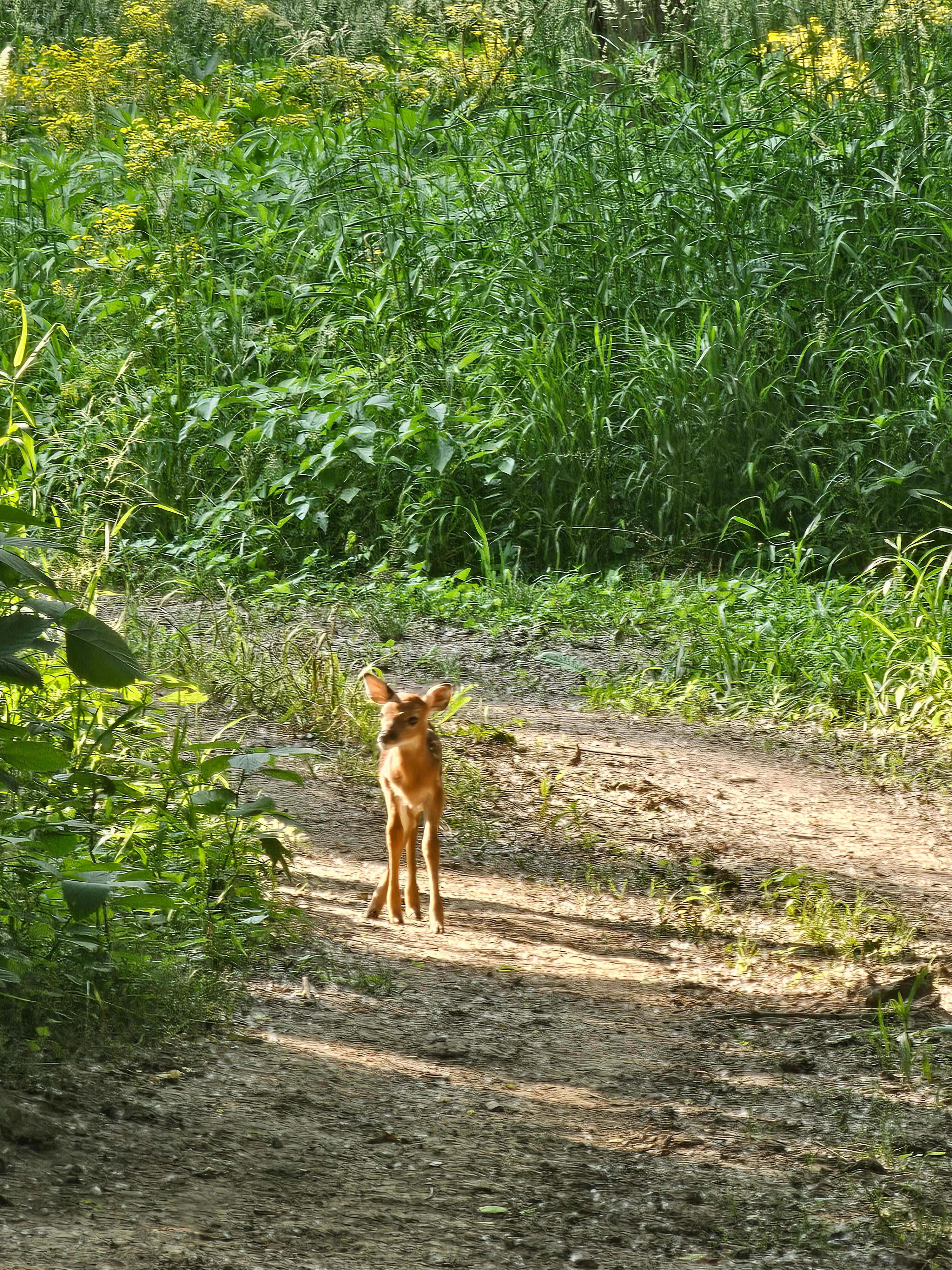 While walking the many trails we saw a baby 🦌 