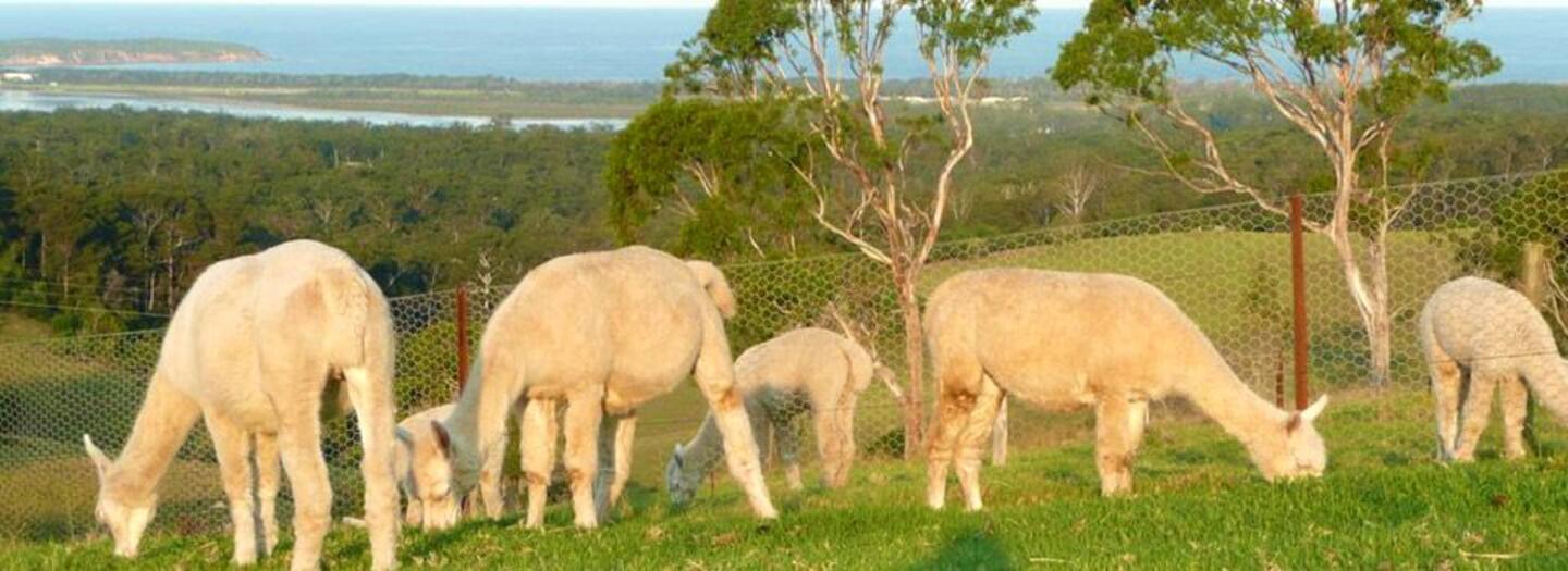 Jandarra Alpaca Farmstay