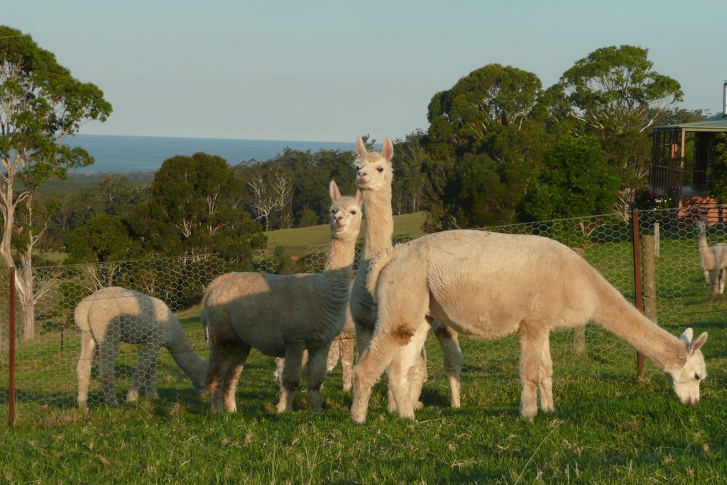 Jandarra Alpaca Farmstay