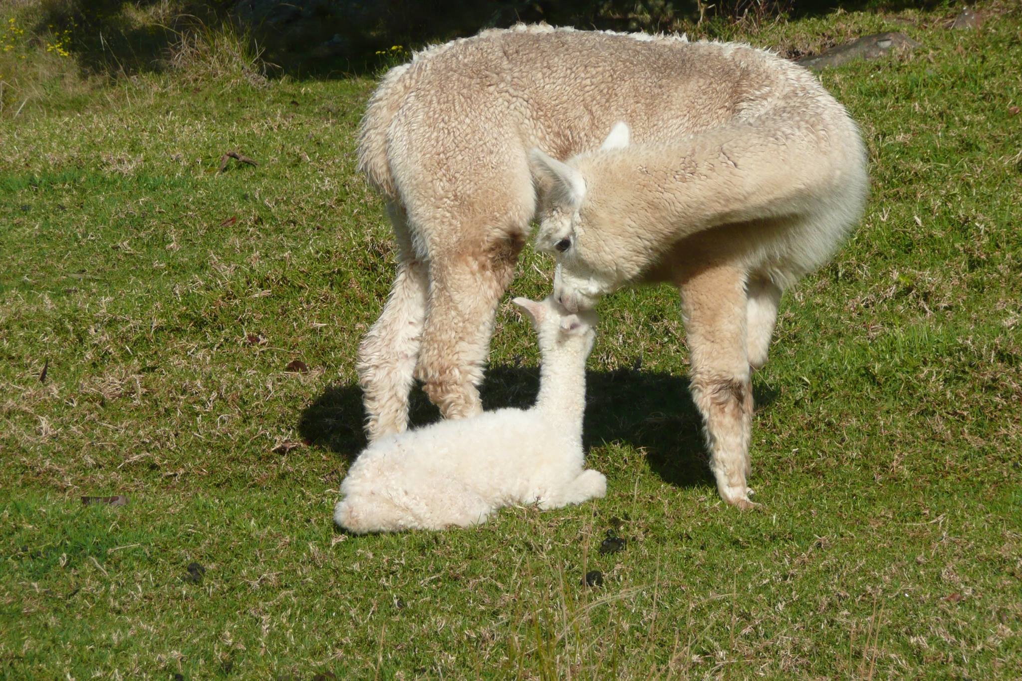 Jandarra Alpaca Farmstay