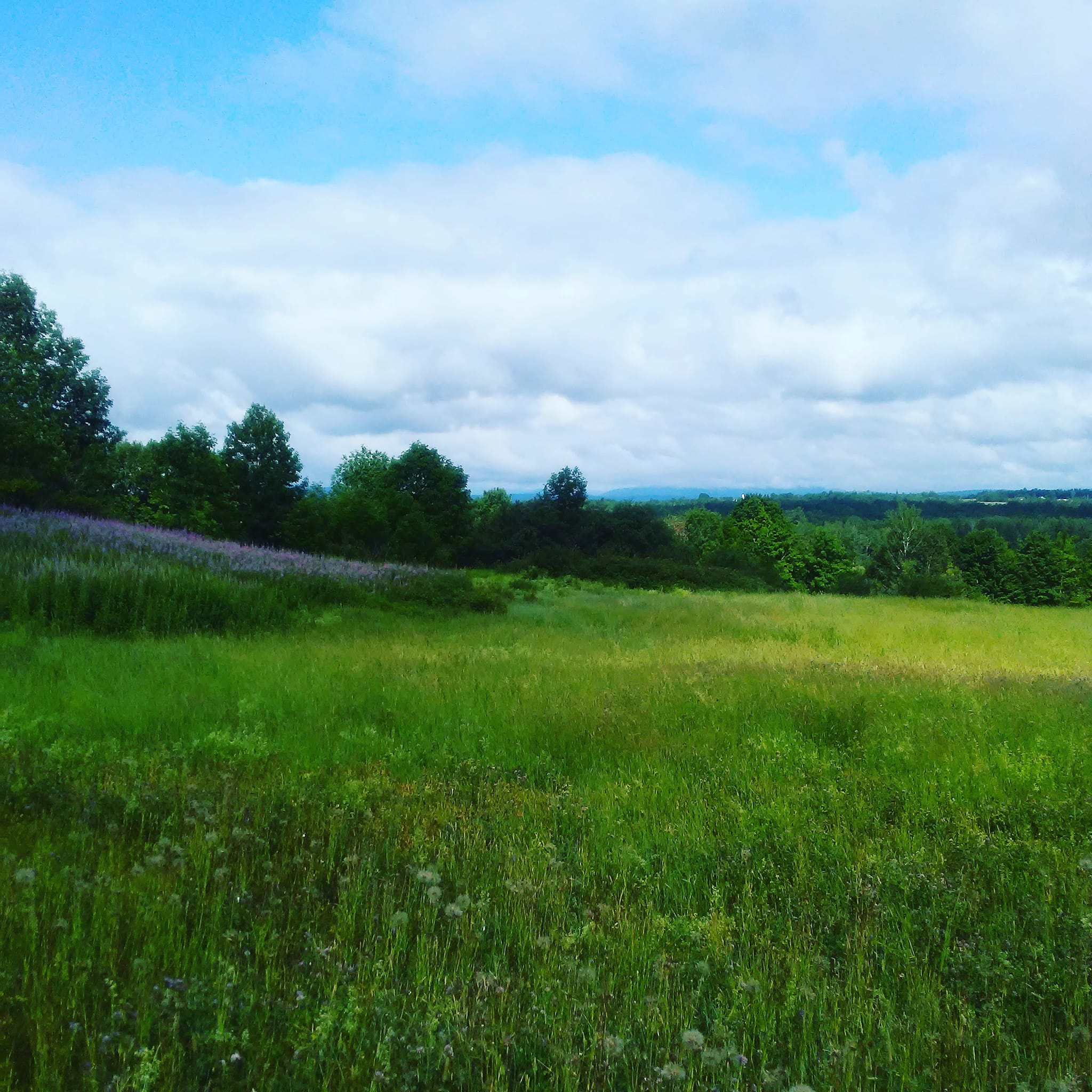 Historic Qualey Homestead & Forest