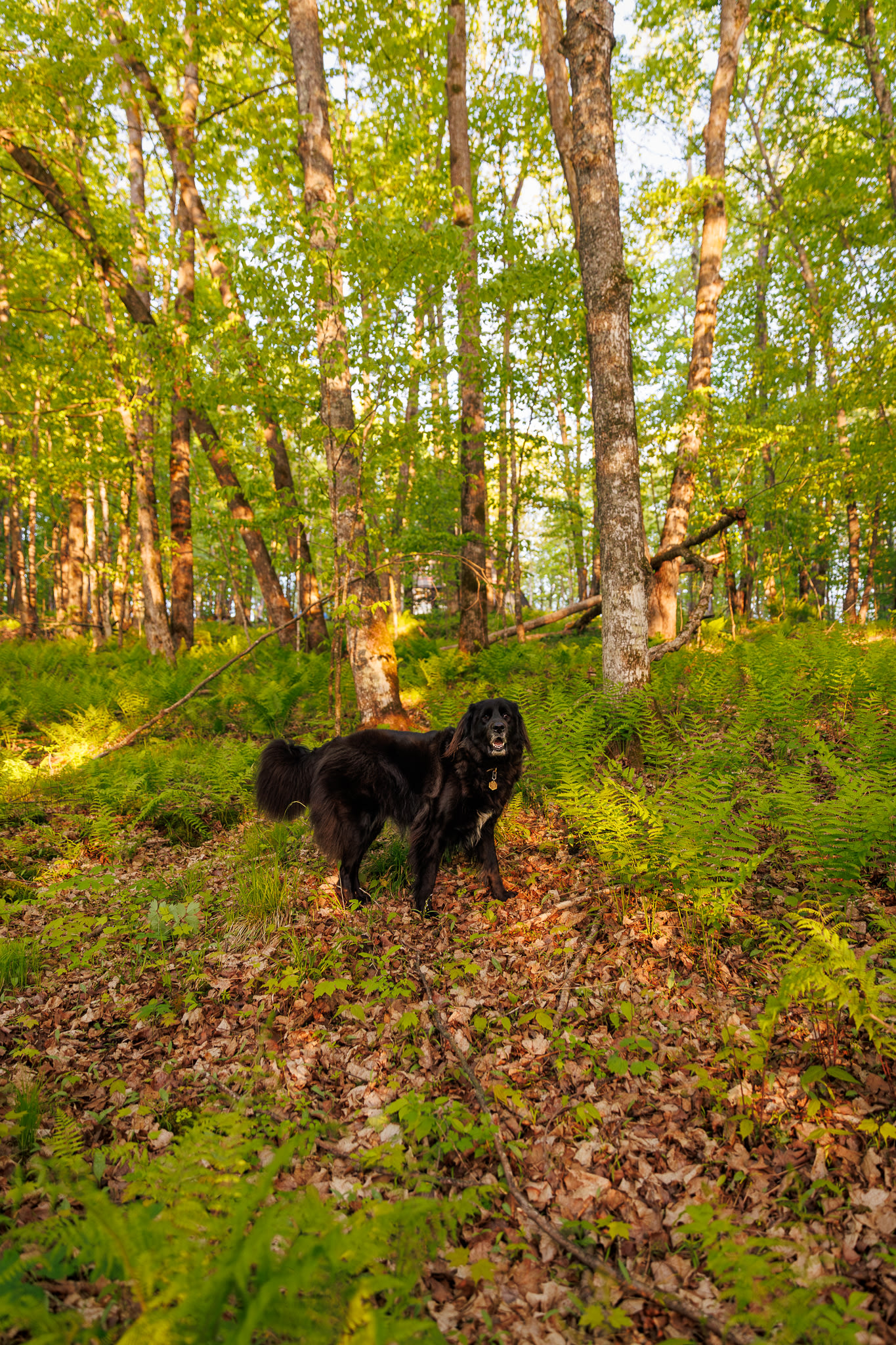 My dog loved exploring the vast woods with me!