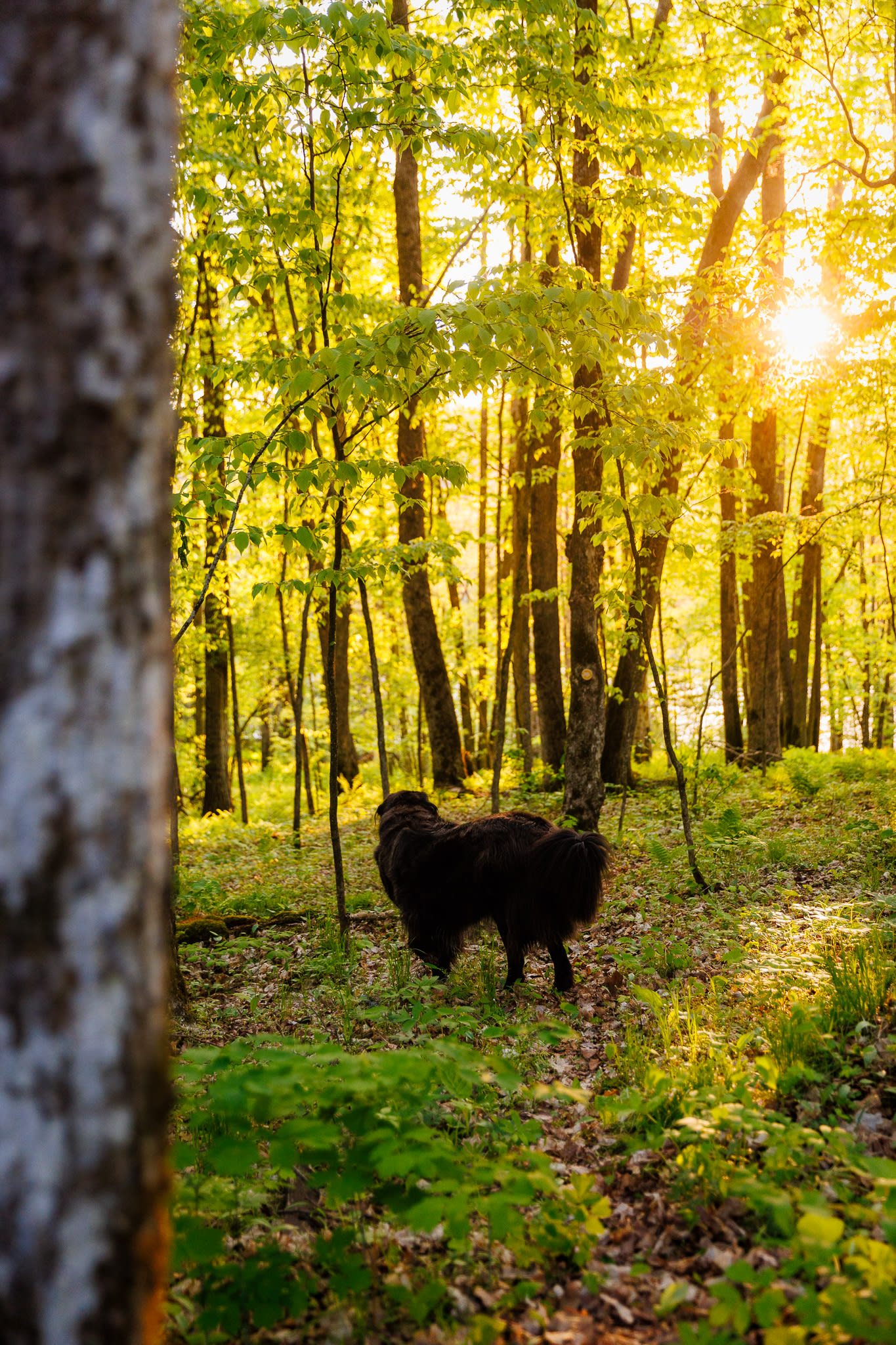 Chippewa River Forest