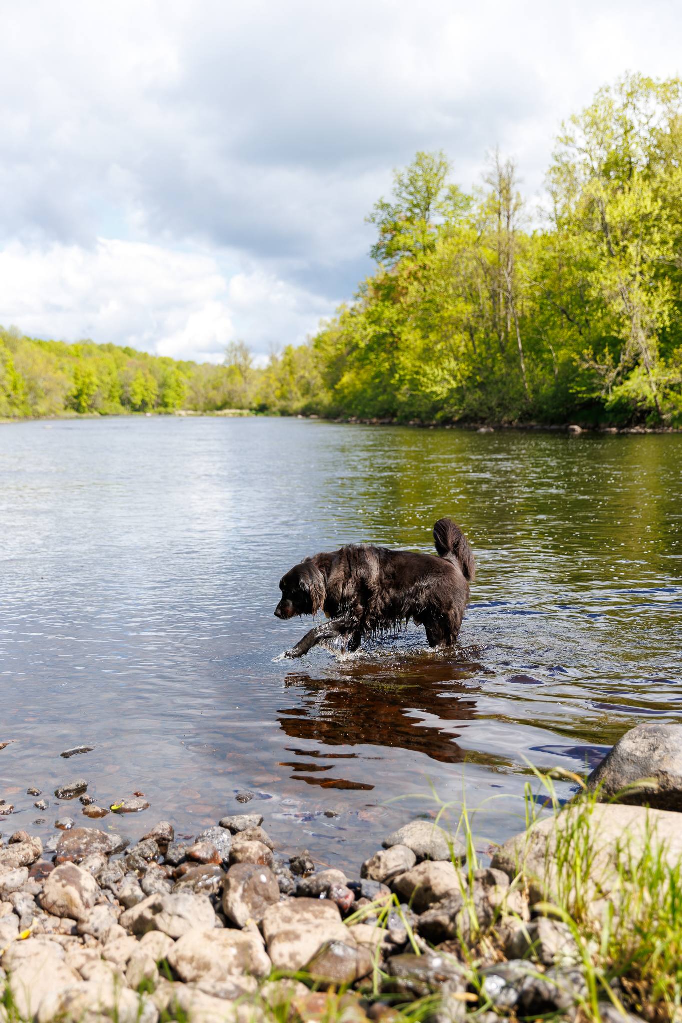 My dog loved the river access!