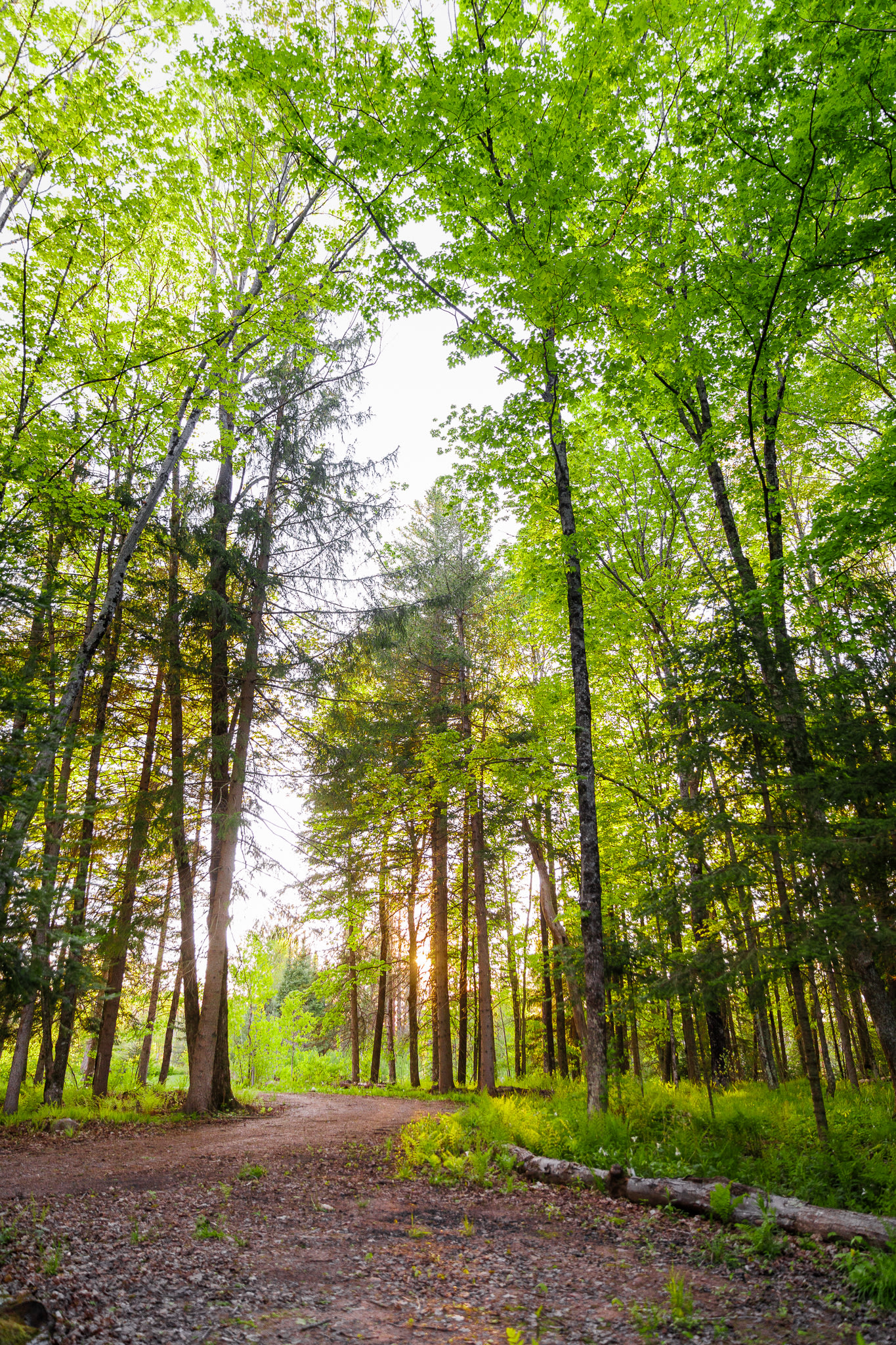 The driveway into the campsite