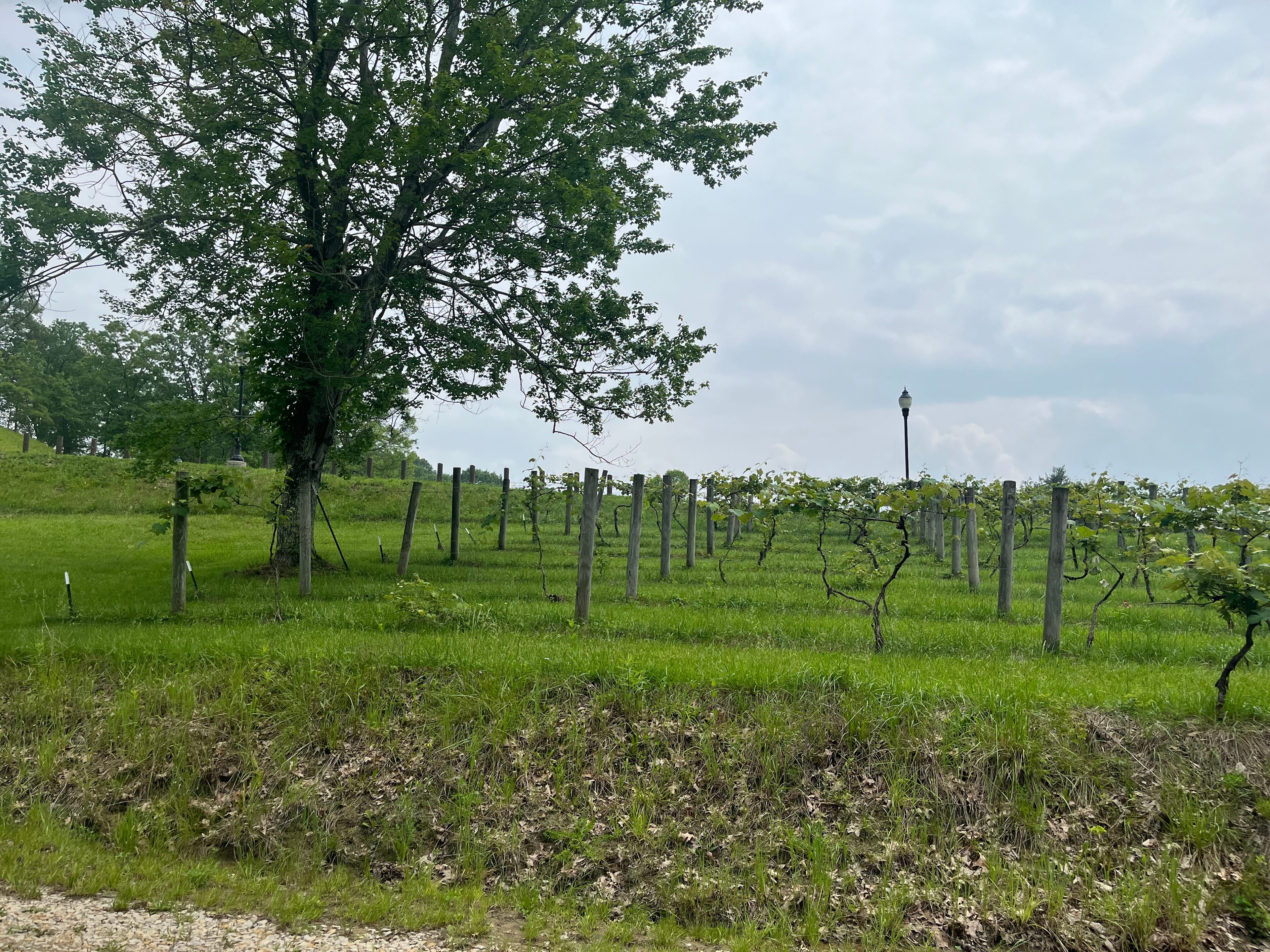 Vineyard view from campsite 