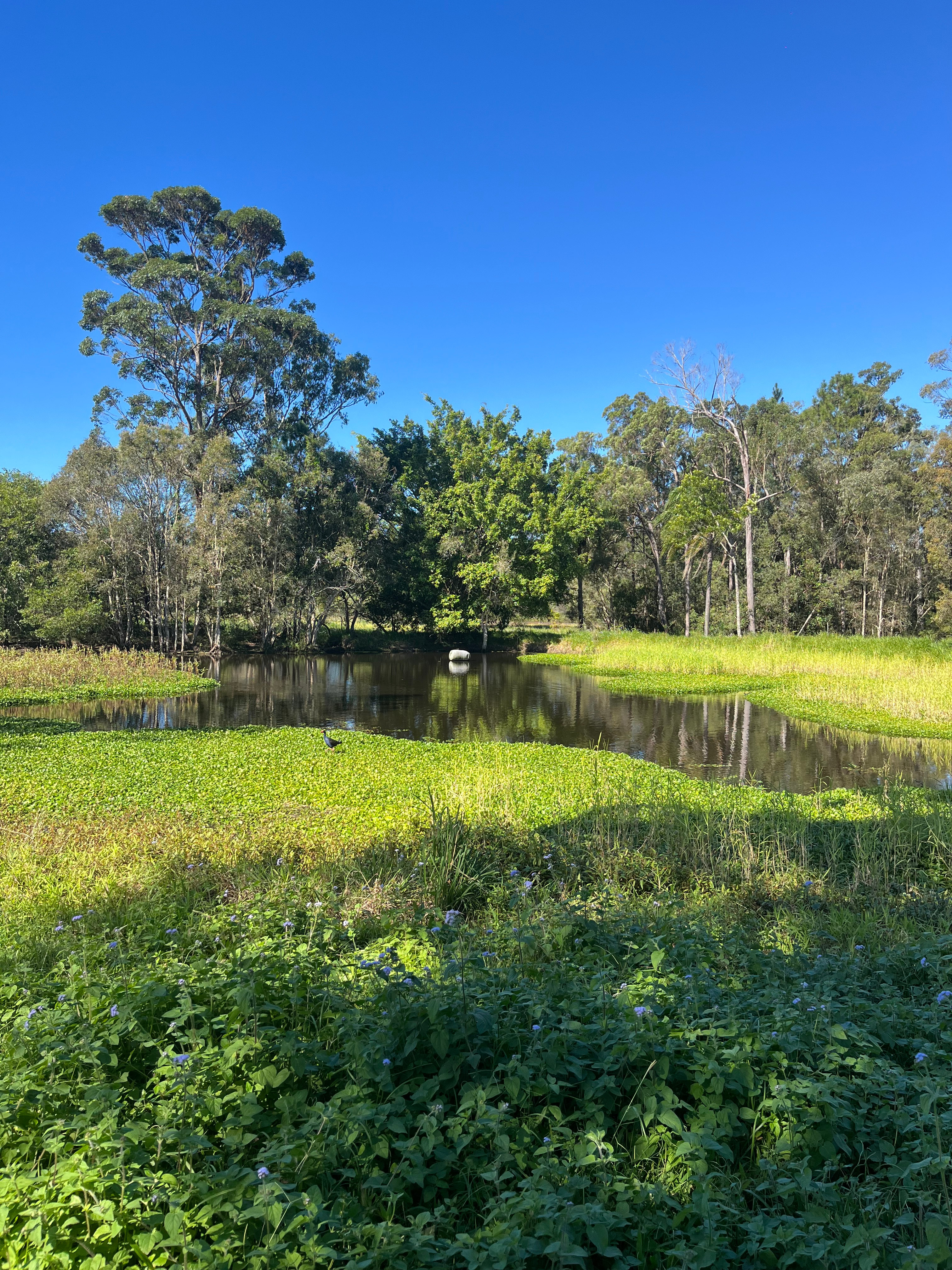 Clyde’s Forest Farm Adventure