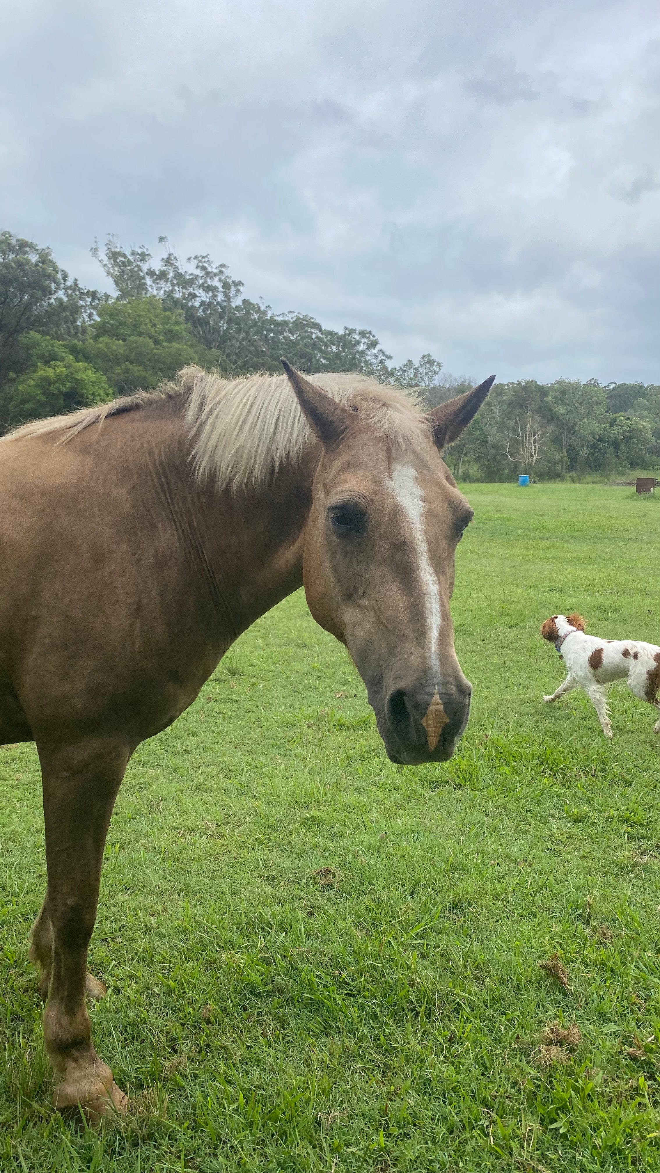 Clyde our resident horse and my dog Sebastian 