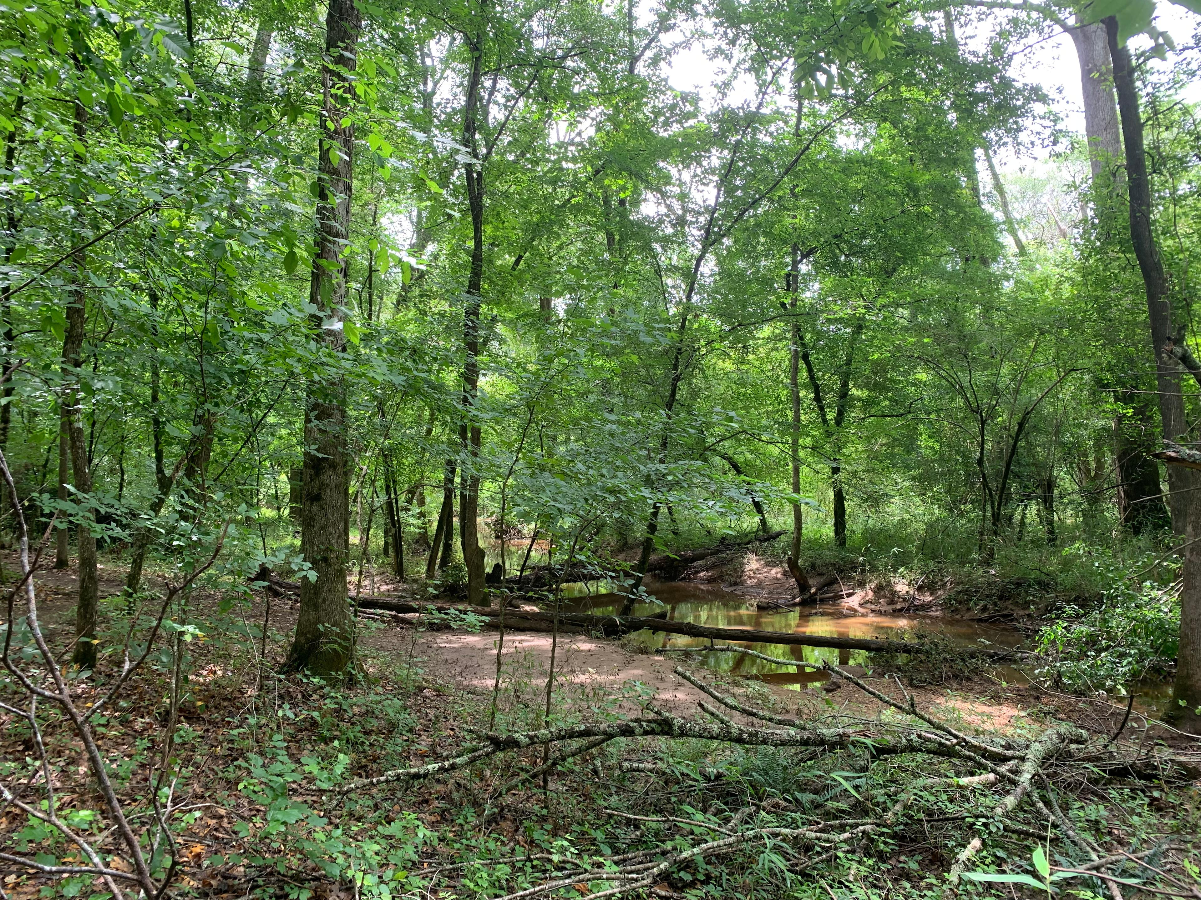 Trailhead at the campsite leads to this creek at the rear of the property.