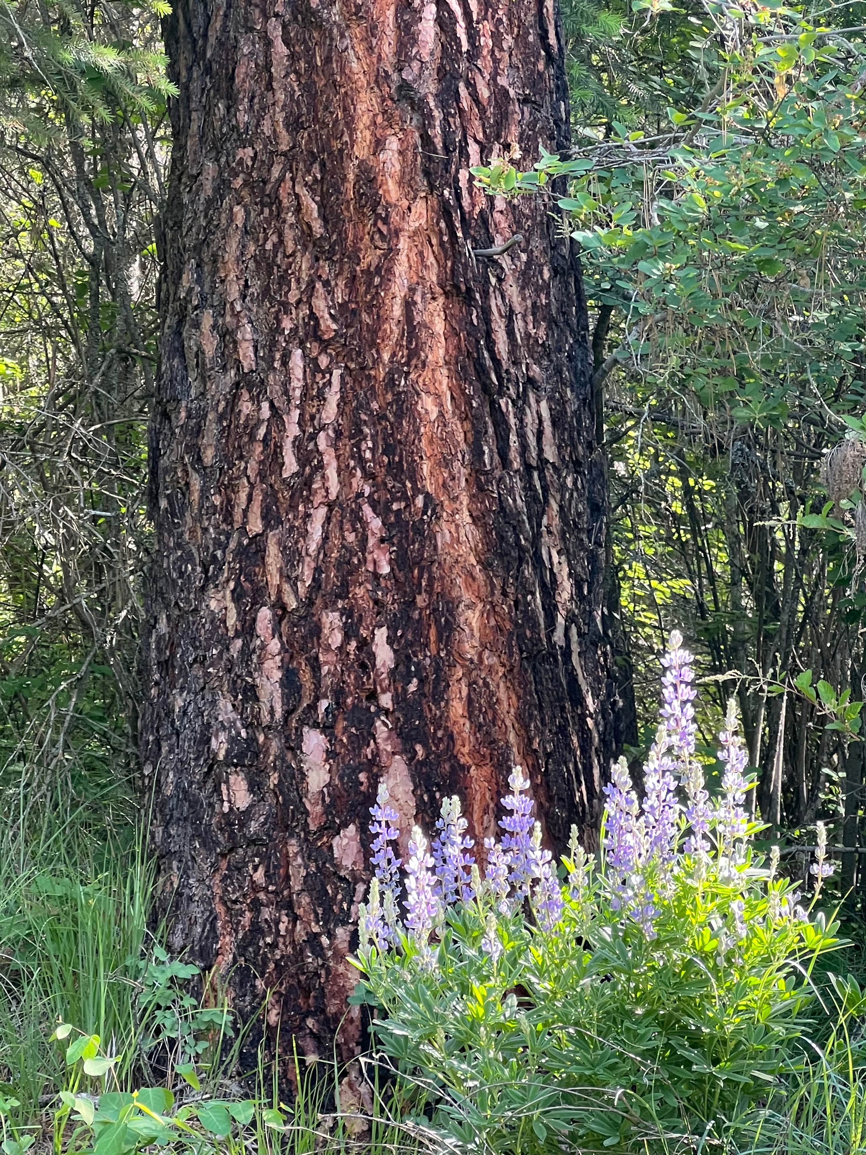 Dancing Tree Sanctuary