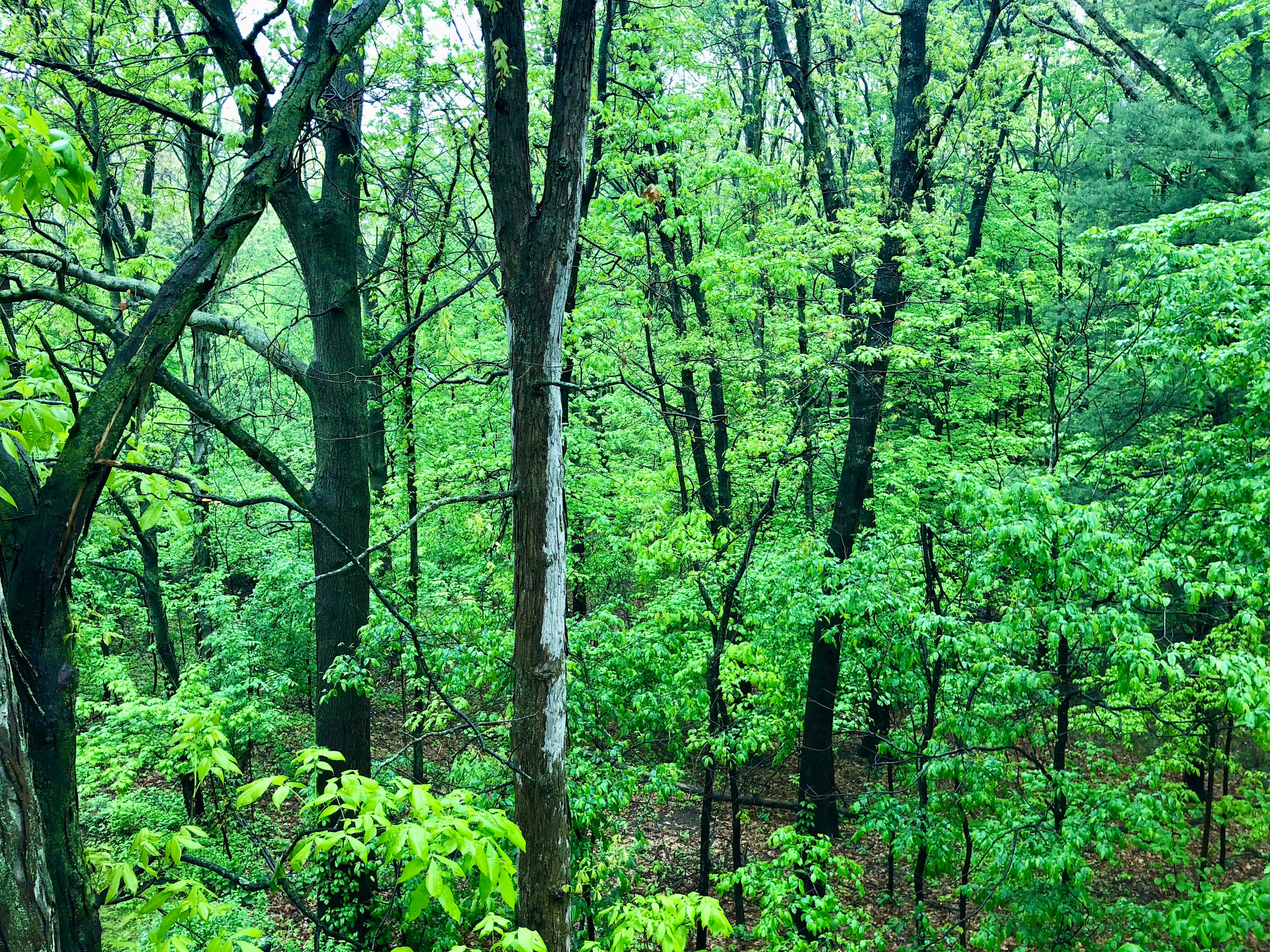 Wildcat Swamp