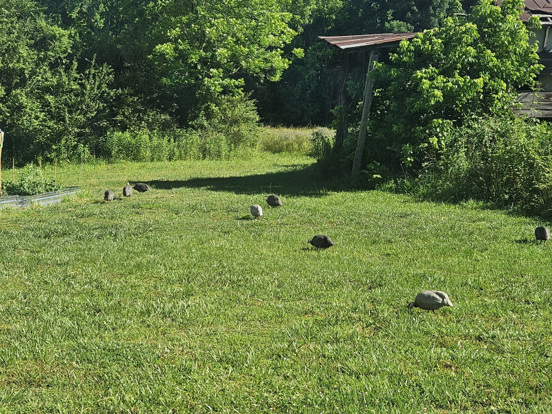 Dogs Paradise