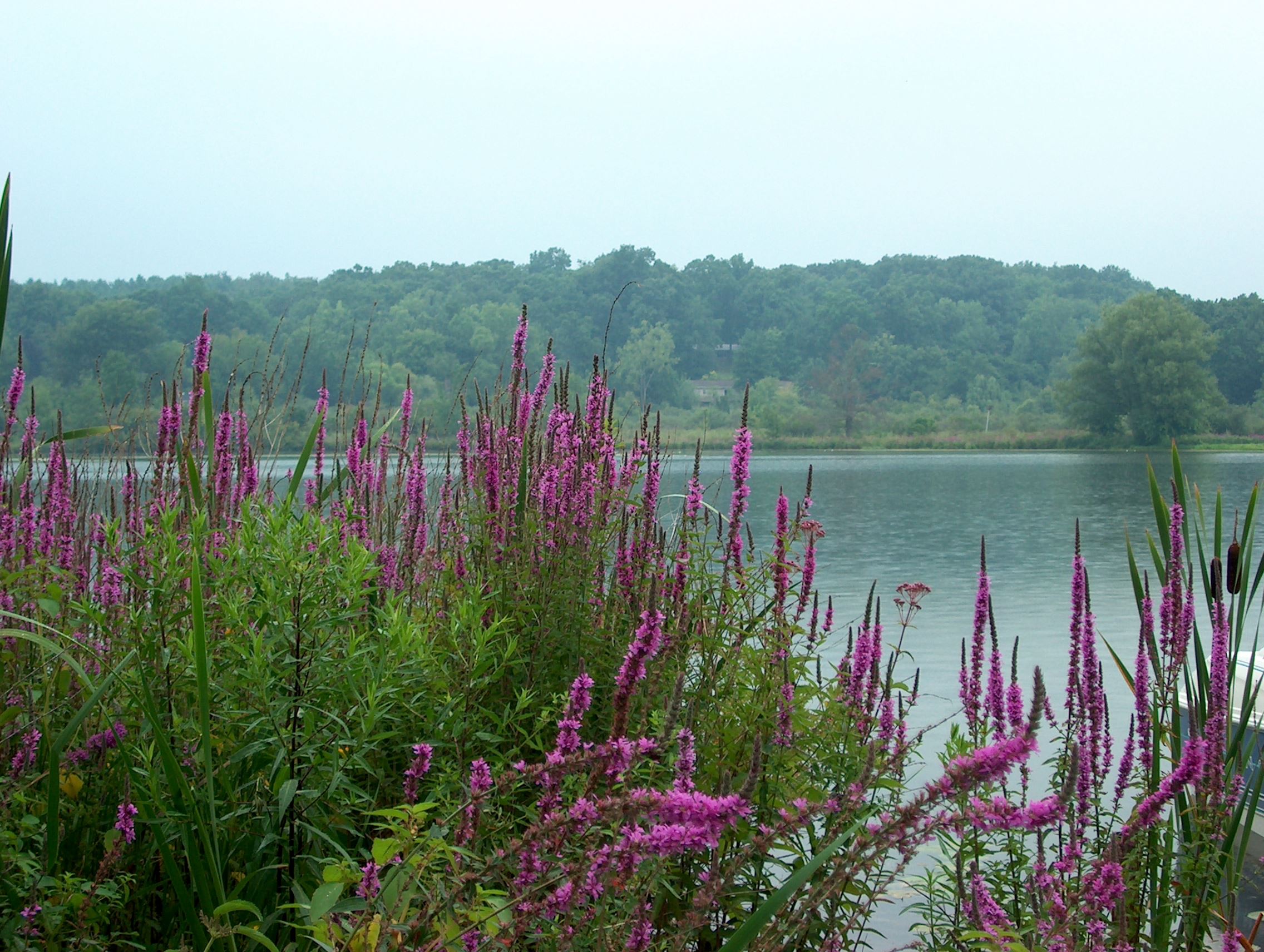 Swains Lake Campground