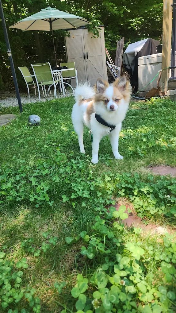 Great Meadow Campground