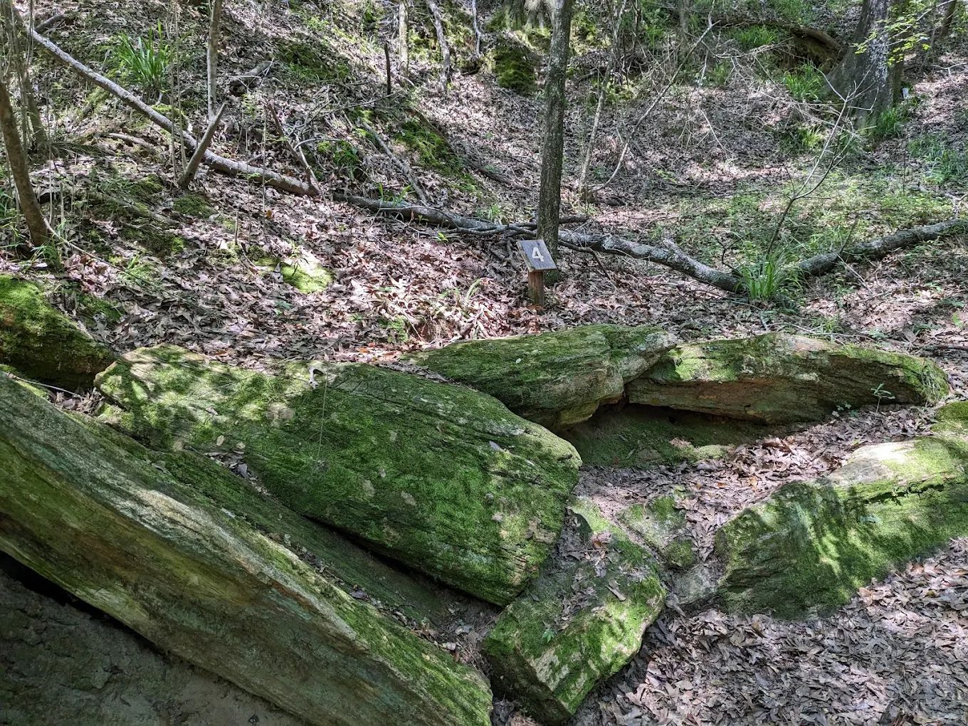 Mississippi Petrified Forest Campground