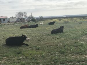The Ranch