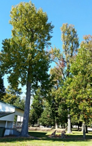 Rector City Memorial Park