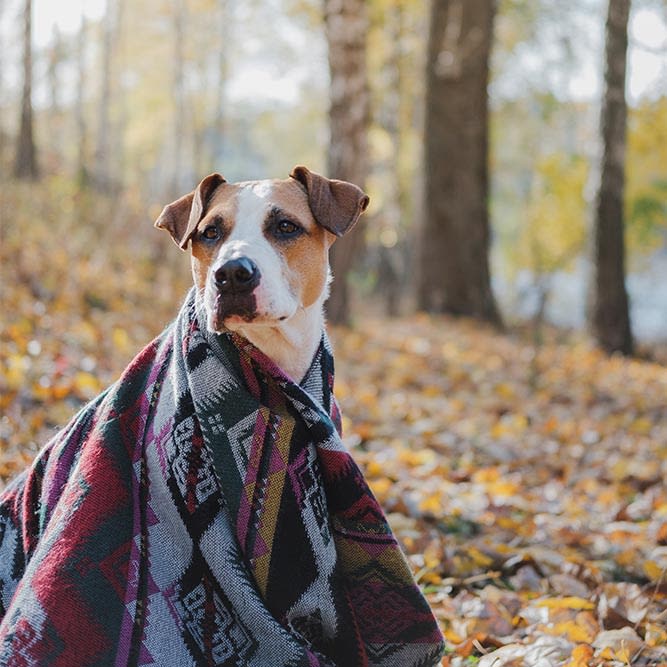 Arrowhead RV and Tiny House Park