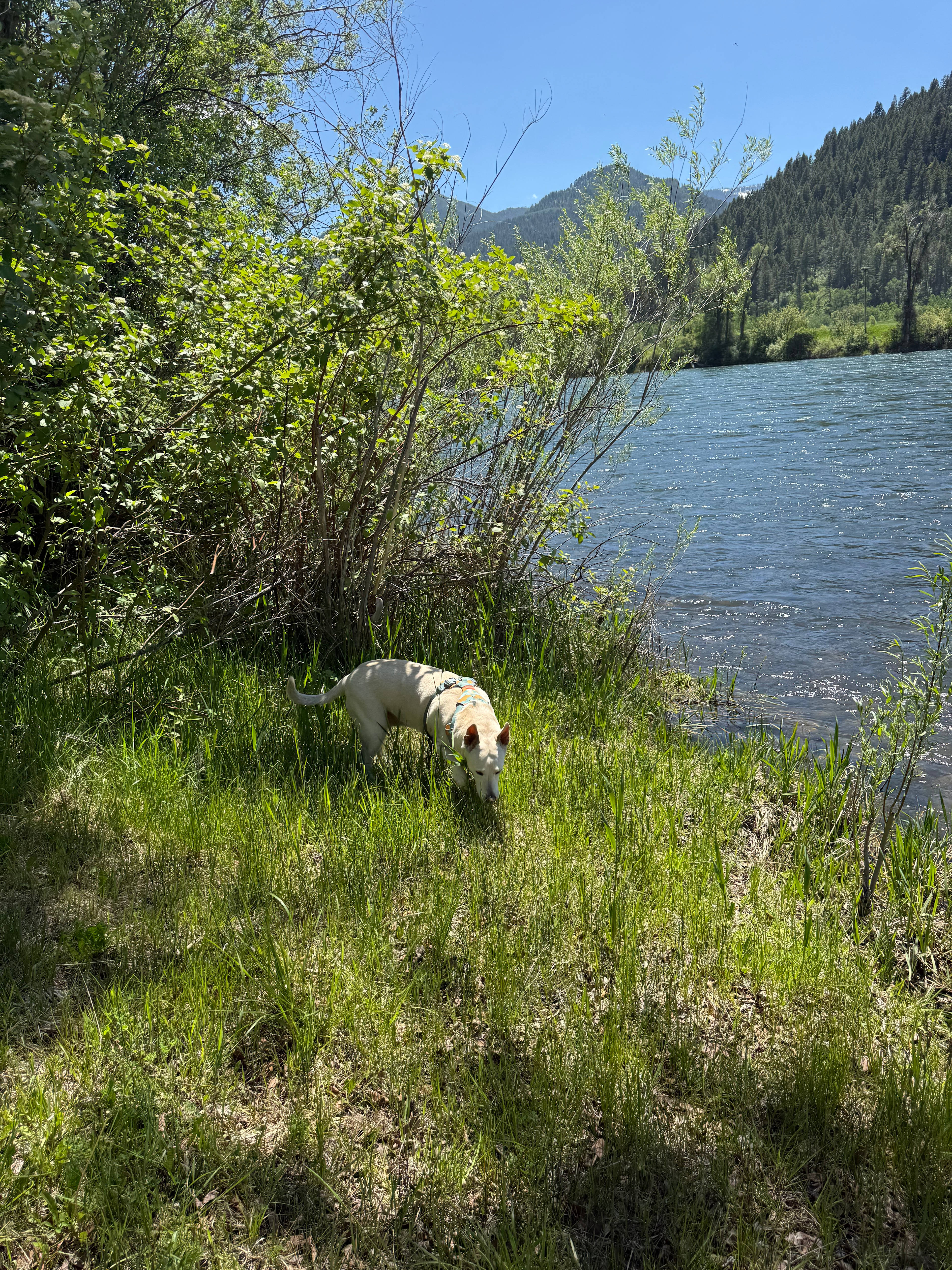 Reunion Flat Campground