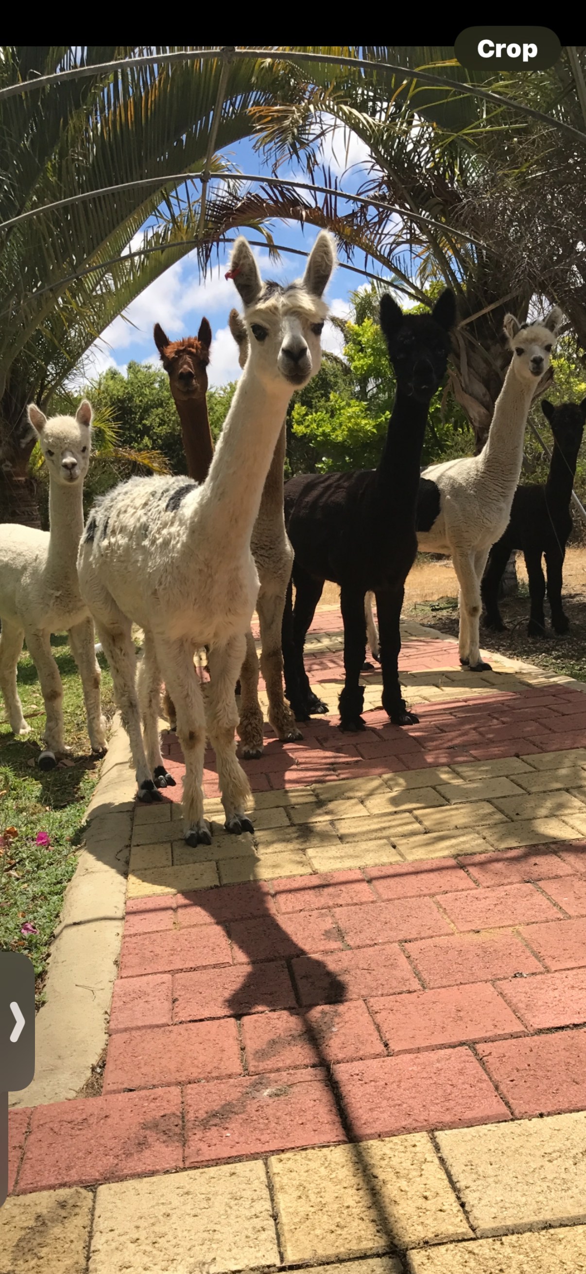 Mamoes Alpaca Farm