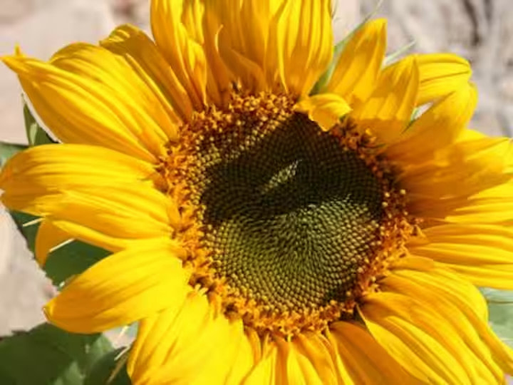 Tarantula Ranch Vacation Rentals