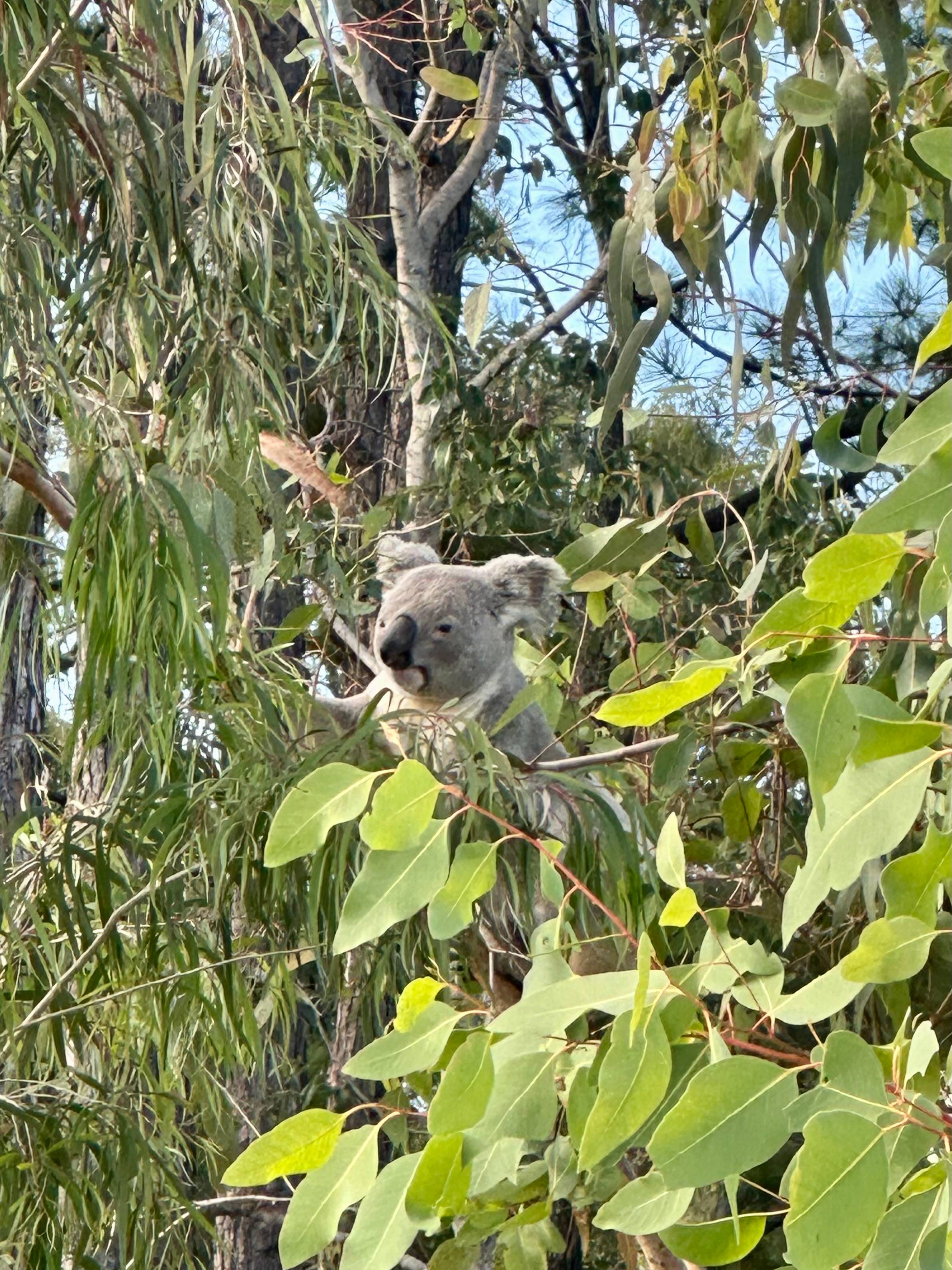 How cute, this koala on on the fence line of the hip camp