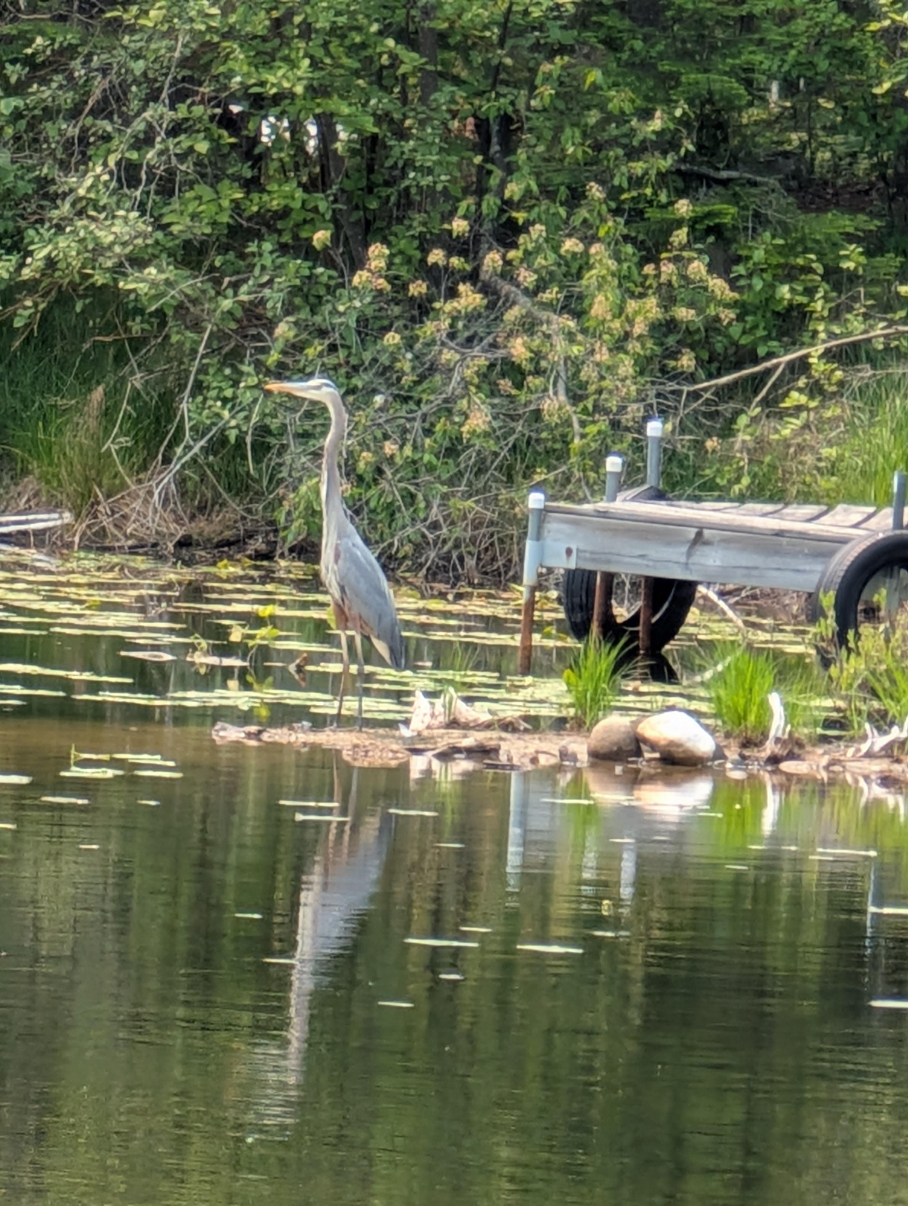 Wild Mint Pond