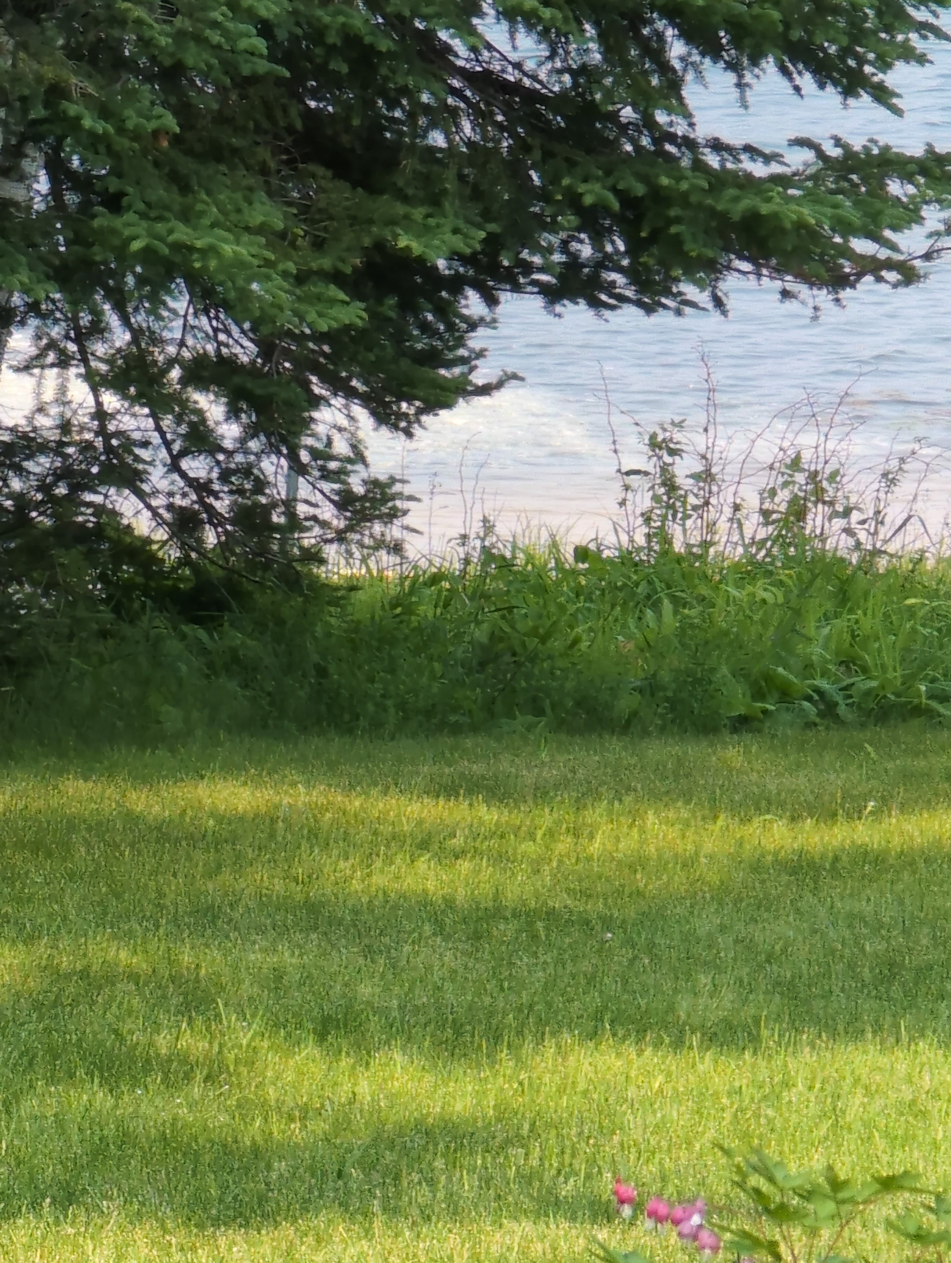 Wild Mint Pond