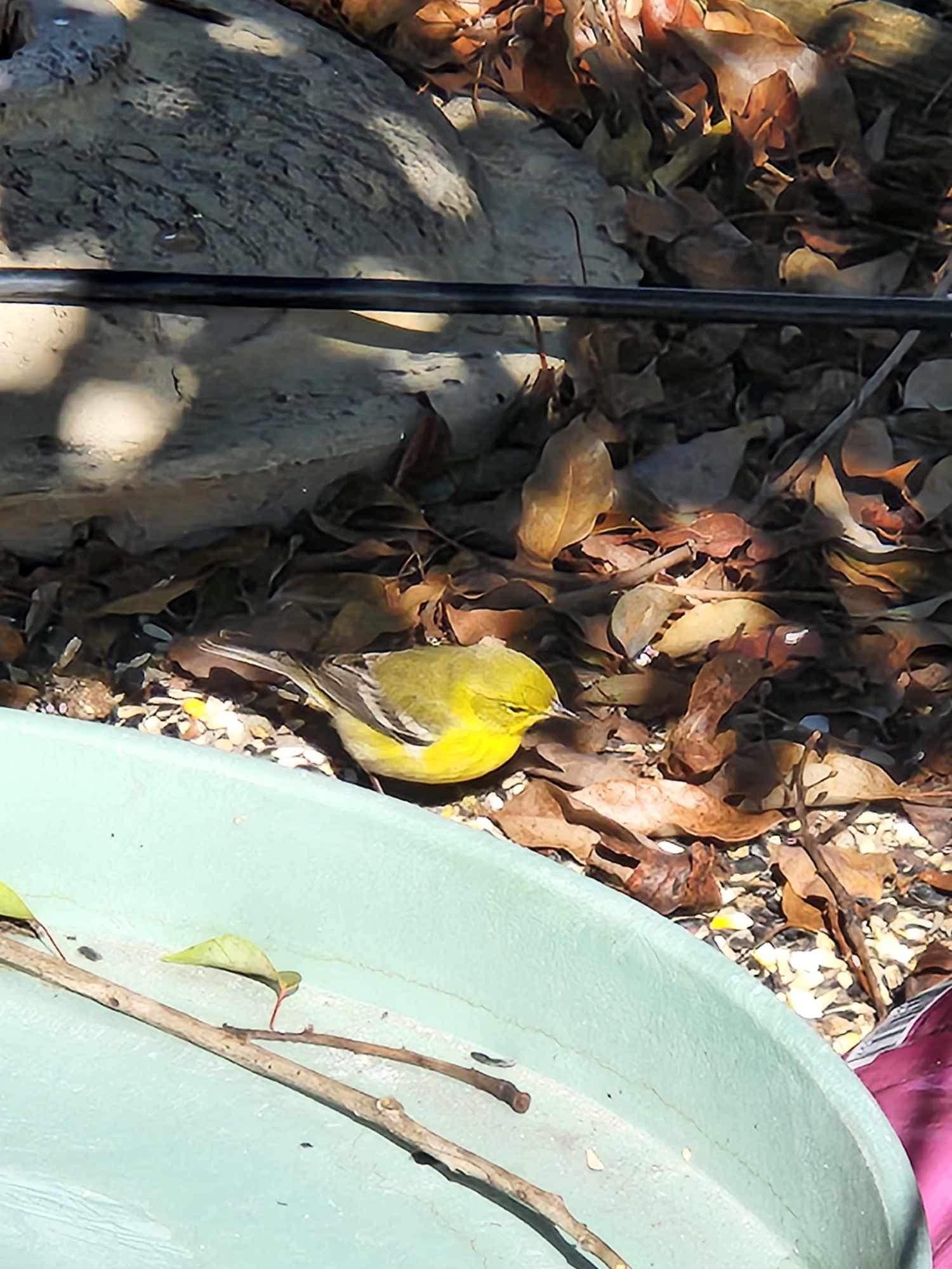 Lots of Bird can be seen on the property like finches, cardinals, woodpeckers, bluebirds and much more. 