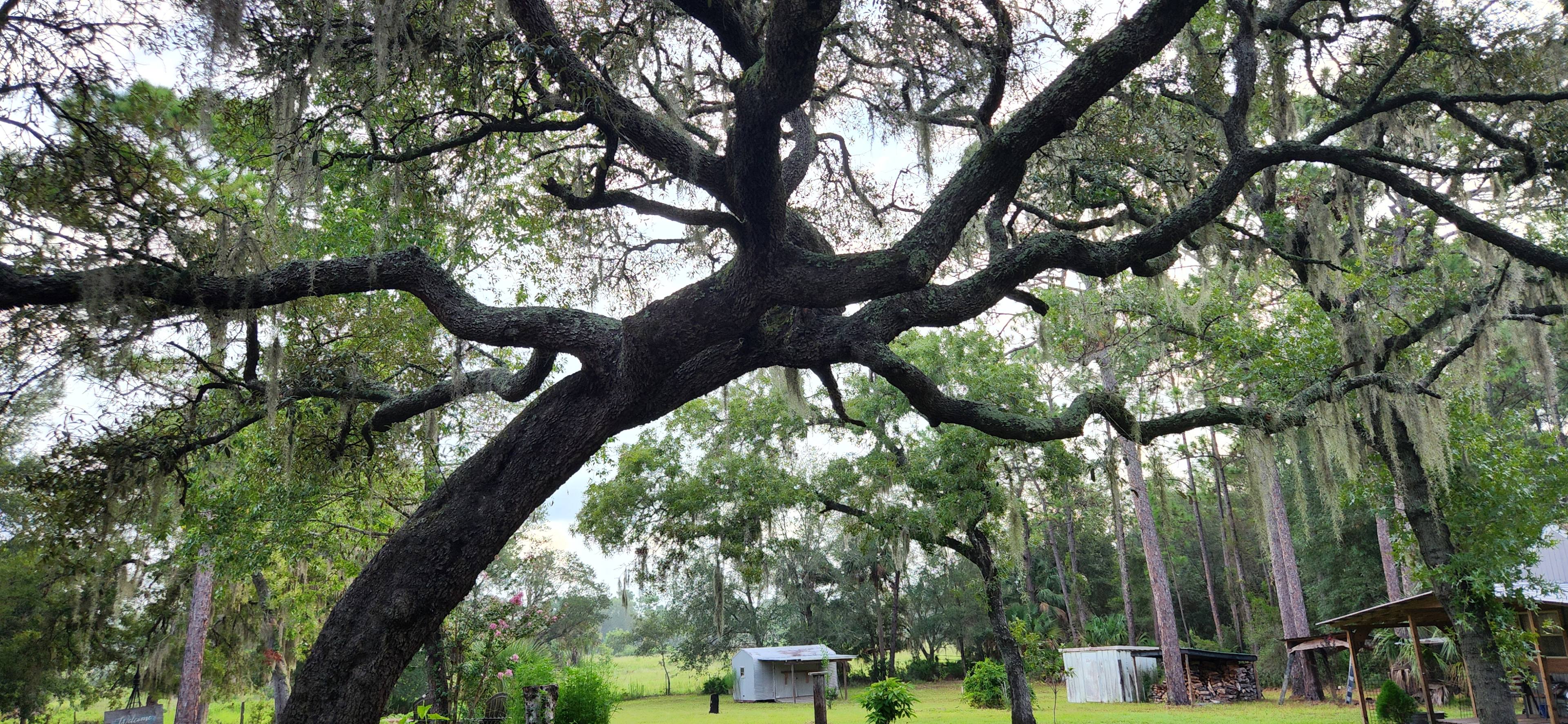 Magnificent Oak Tree right in front of RV site looking out to the 500 acre pasture. 
