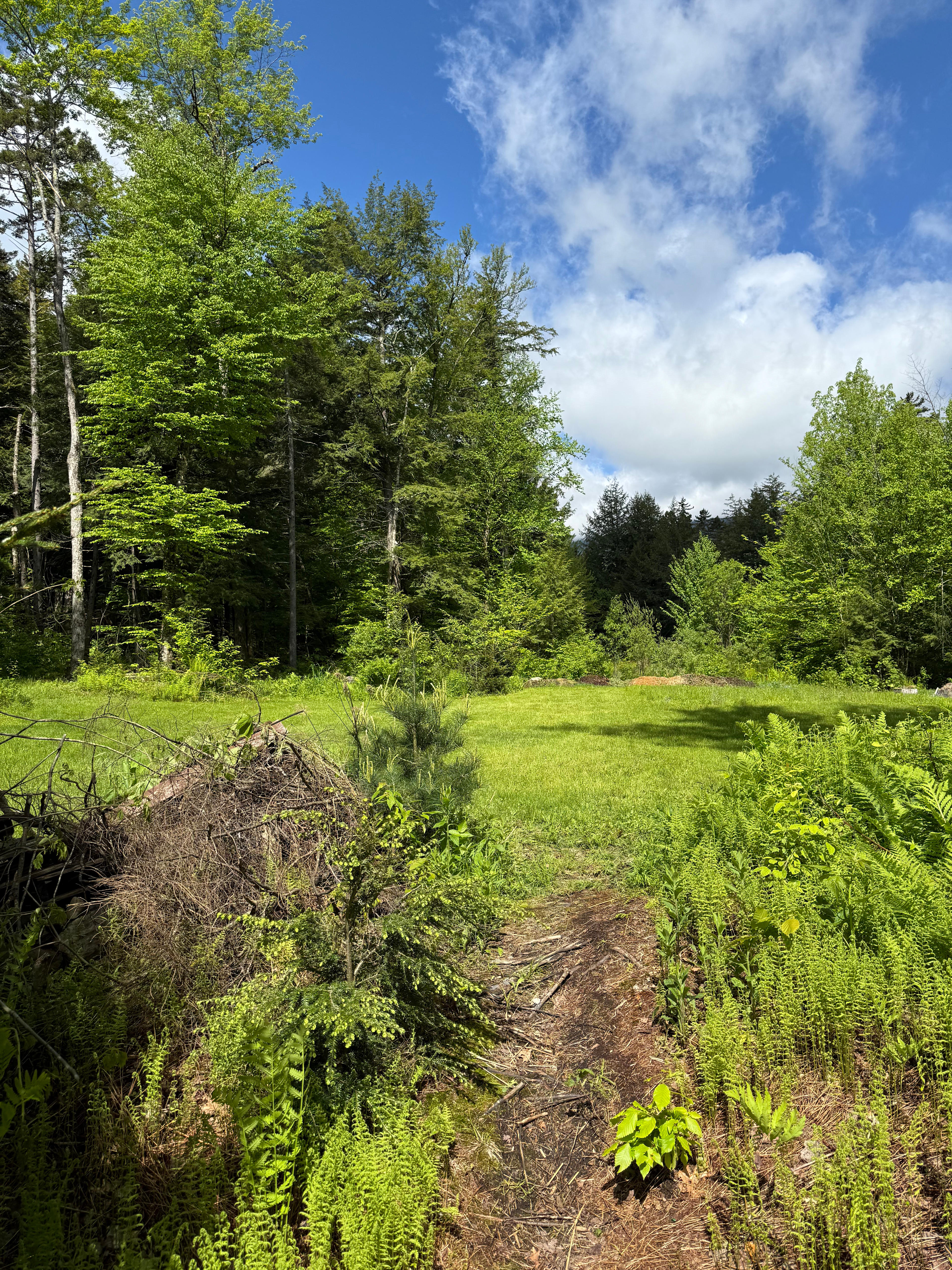 Secluded Meadow With MTB Trails