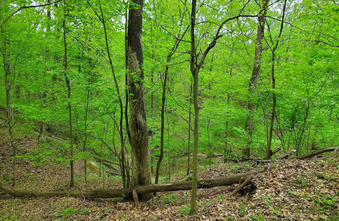 Forest Glen County Preserve