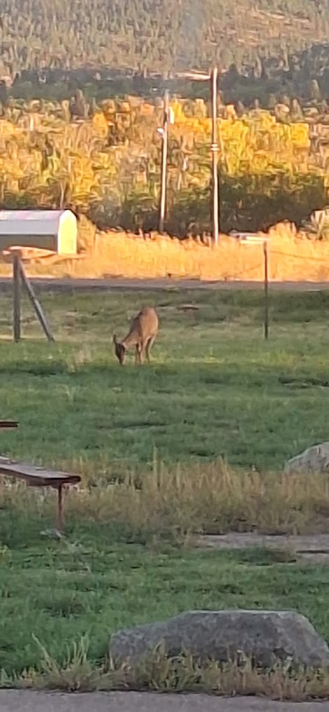 Lewis and Clark County Fairgrounds Campground
