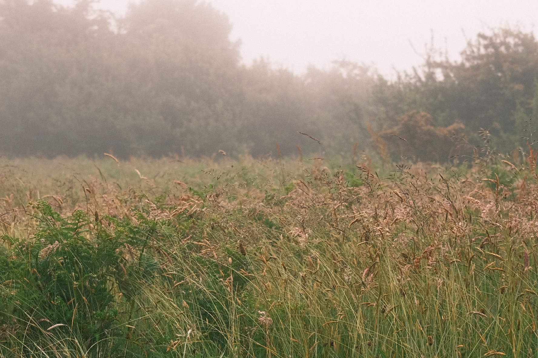 Meadow field