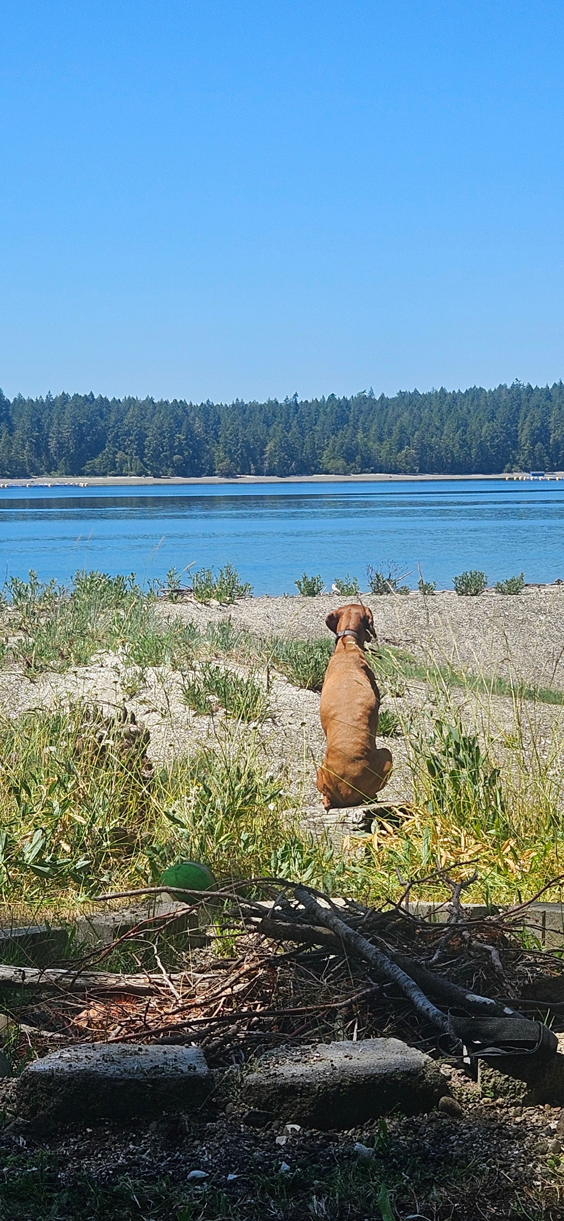 Woodland Grove on the Coast