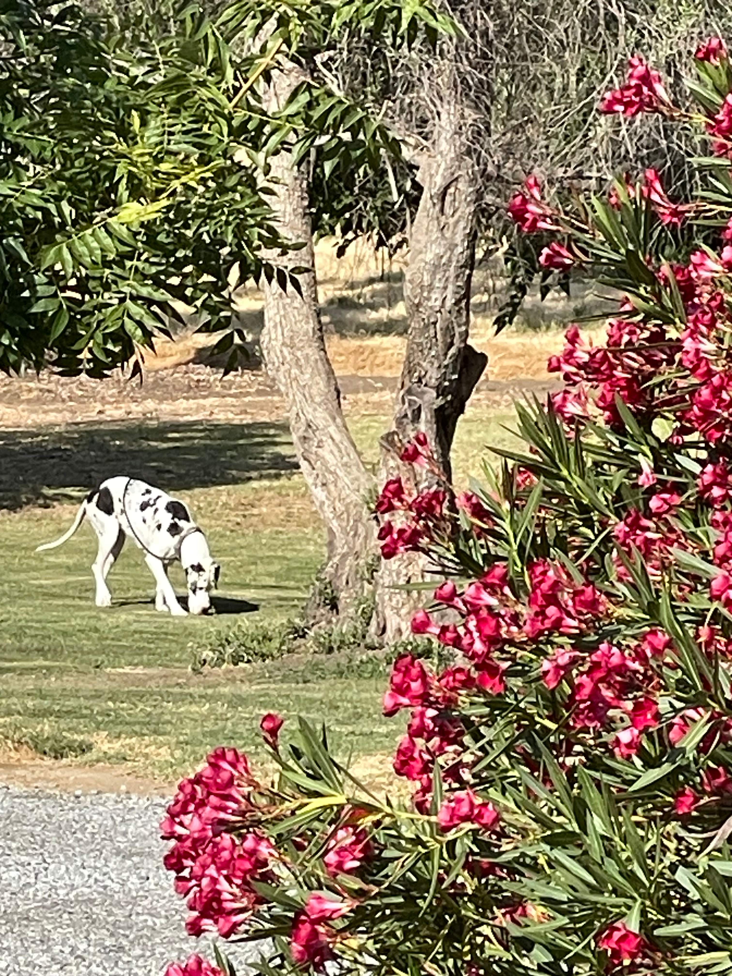 Lemon Cove Village RV Park