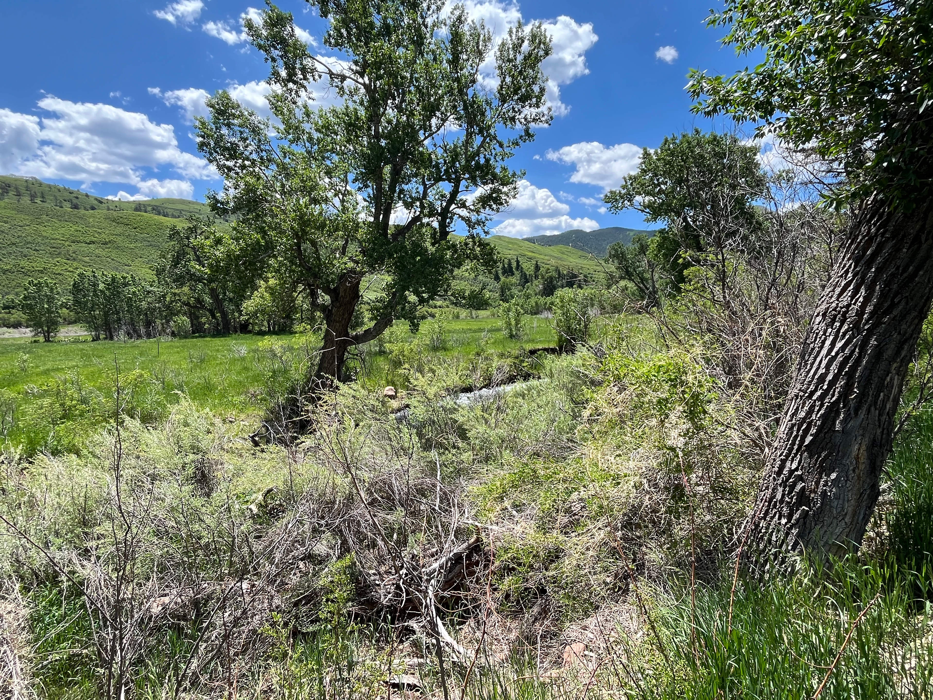 View looking from campsite towards river and neighboring property