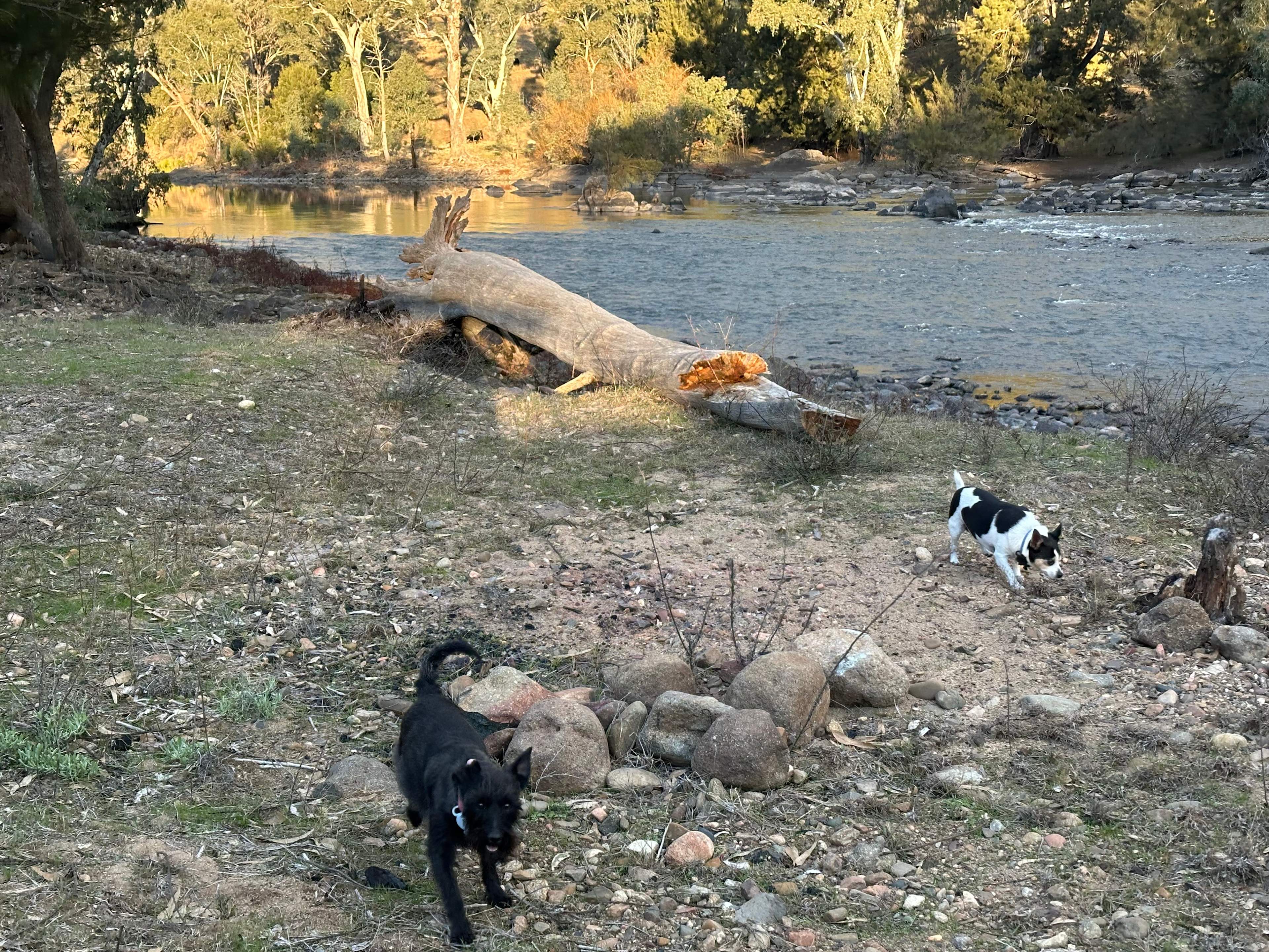 Jarabin on the Murrumbidgee