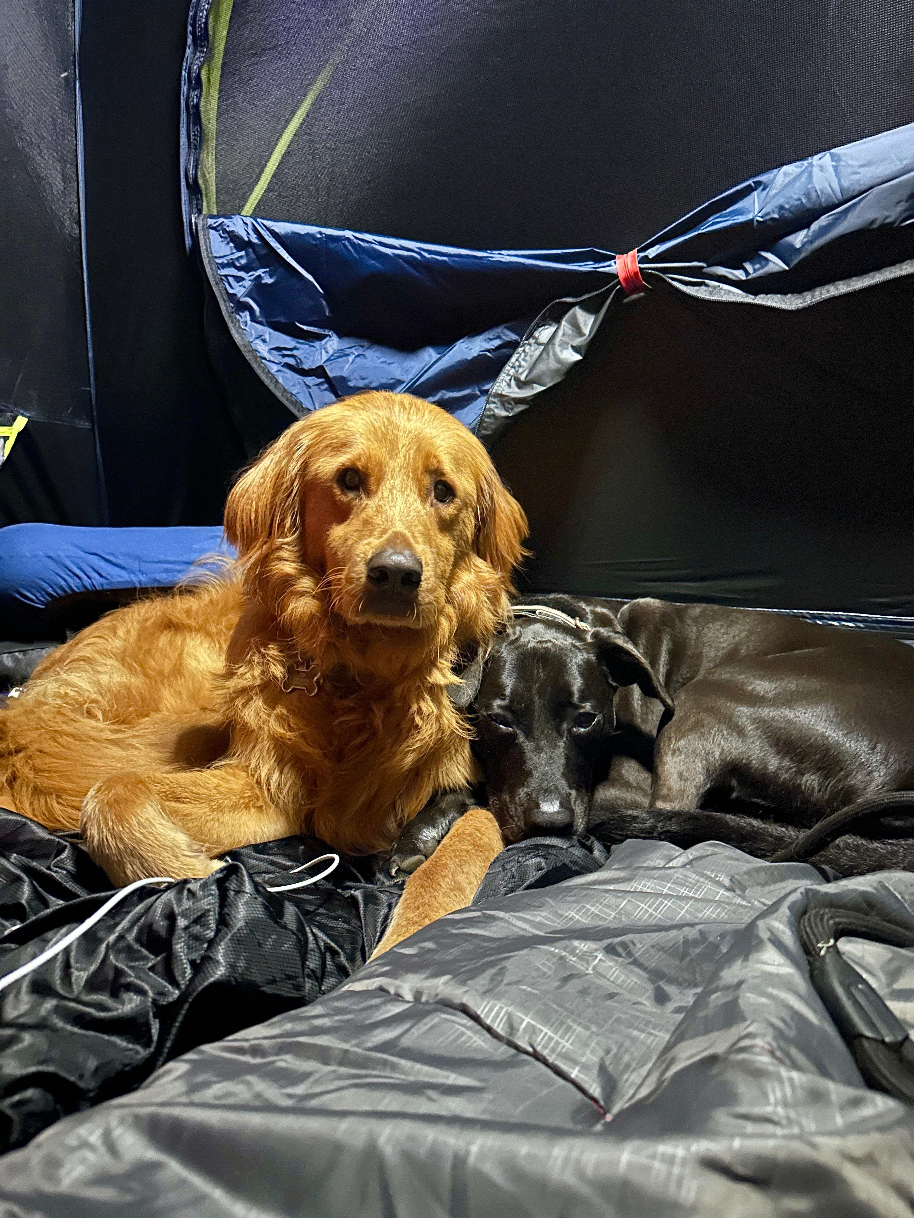 Pups enjoyed their first camping trip!! 