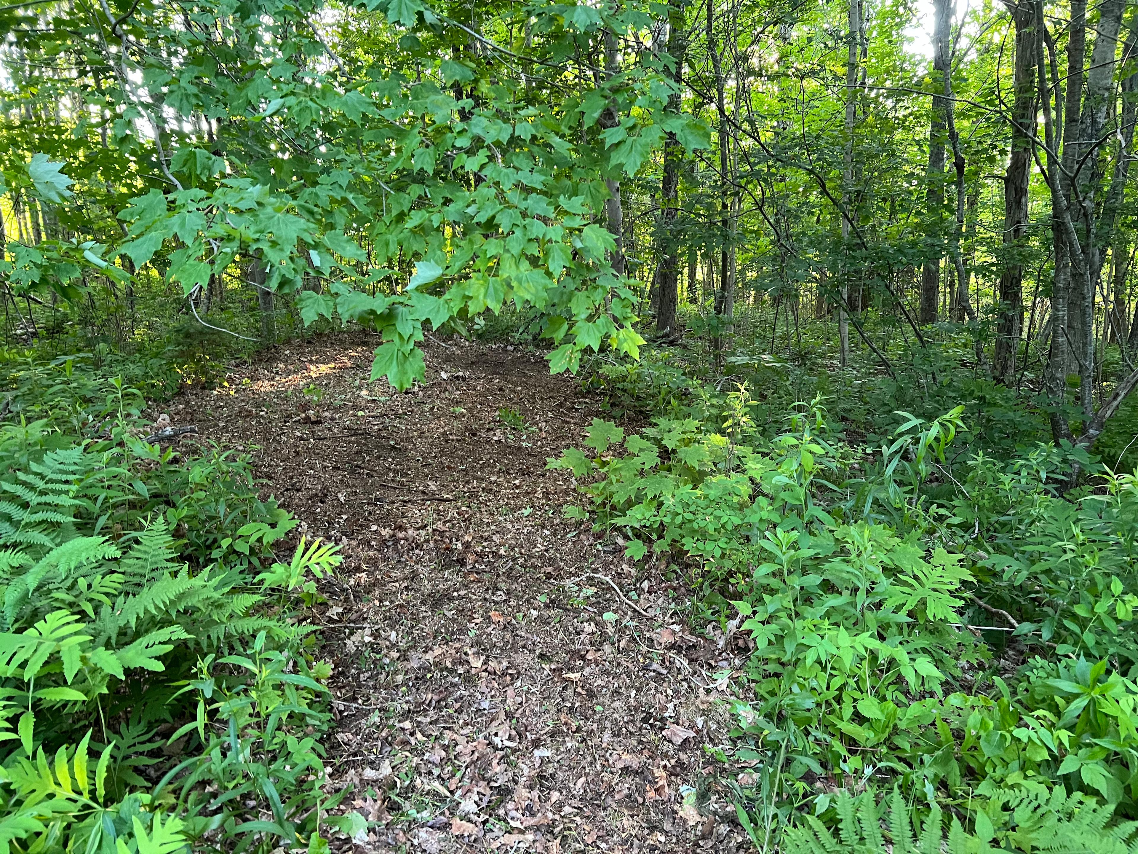 Campsite looking in from the path