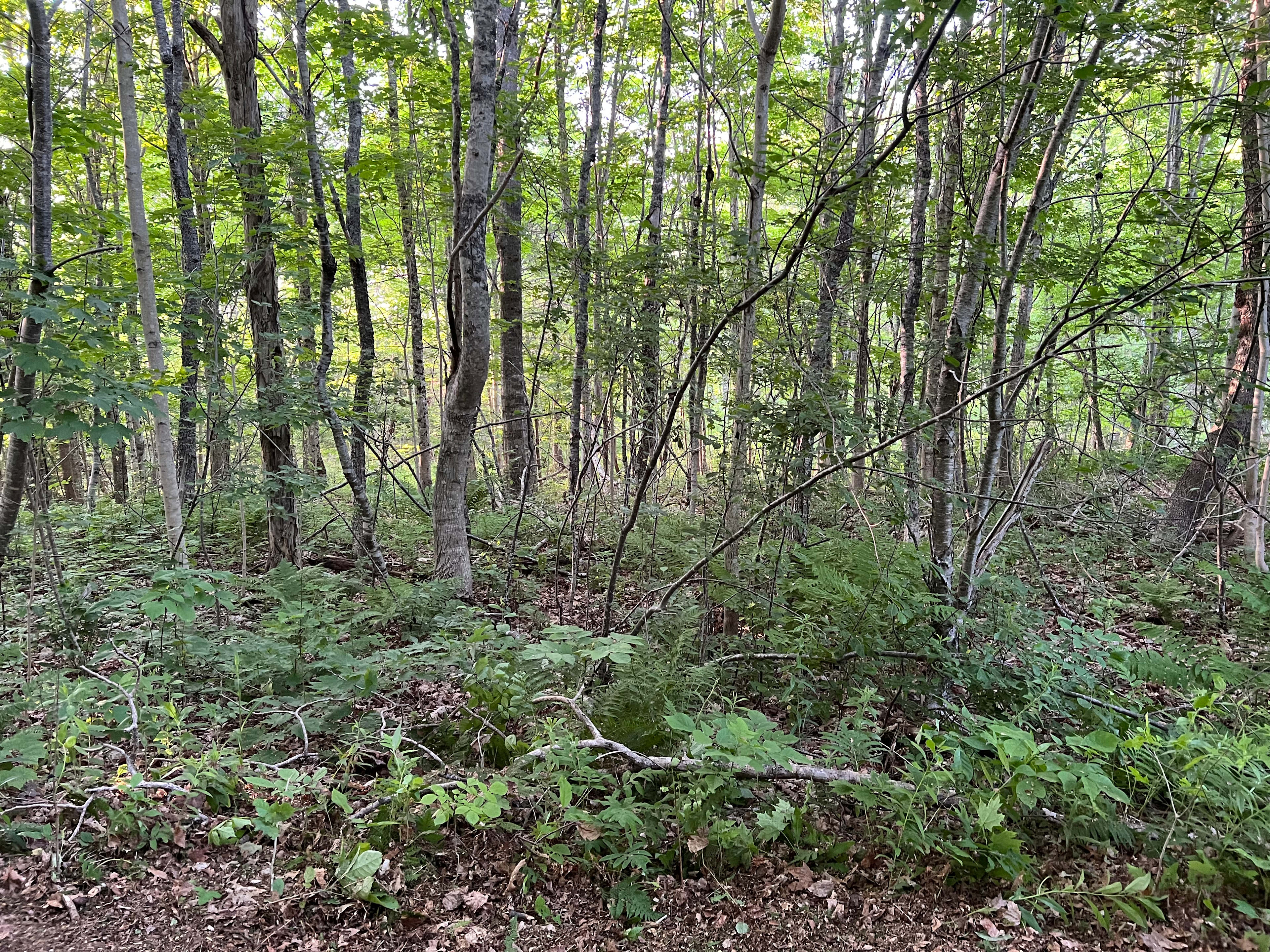 Looking downhill from the campsite