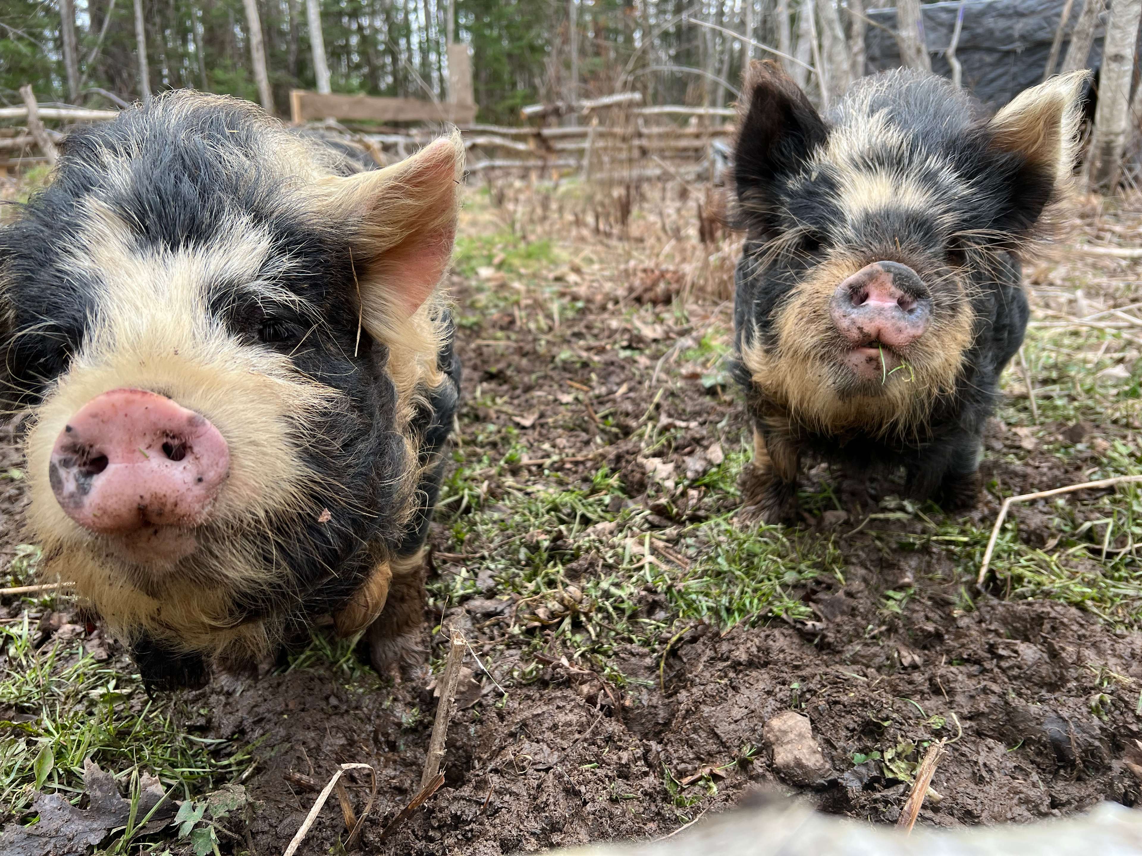 Kunekune pigs. Potato on the left and Wilbur on the right. 