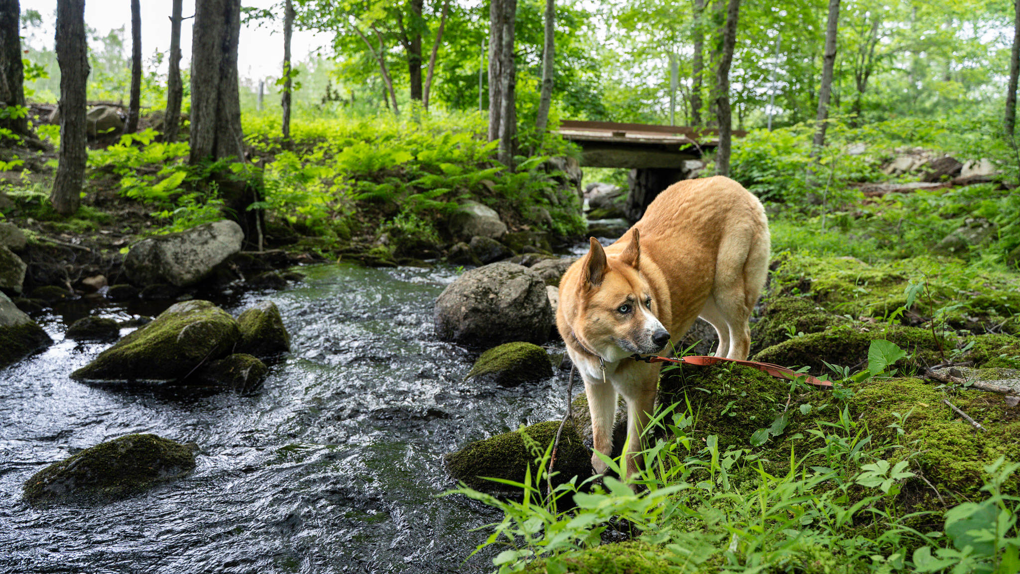 No shortage of sippy spots in the river for the pup