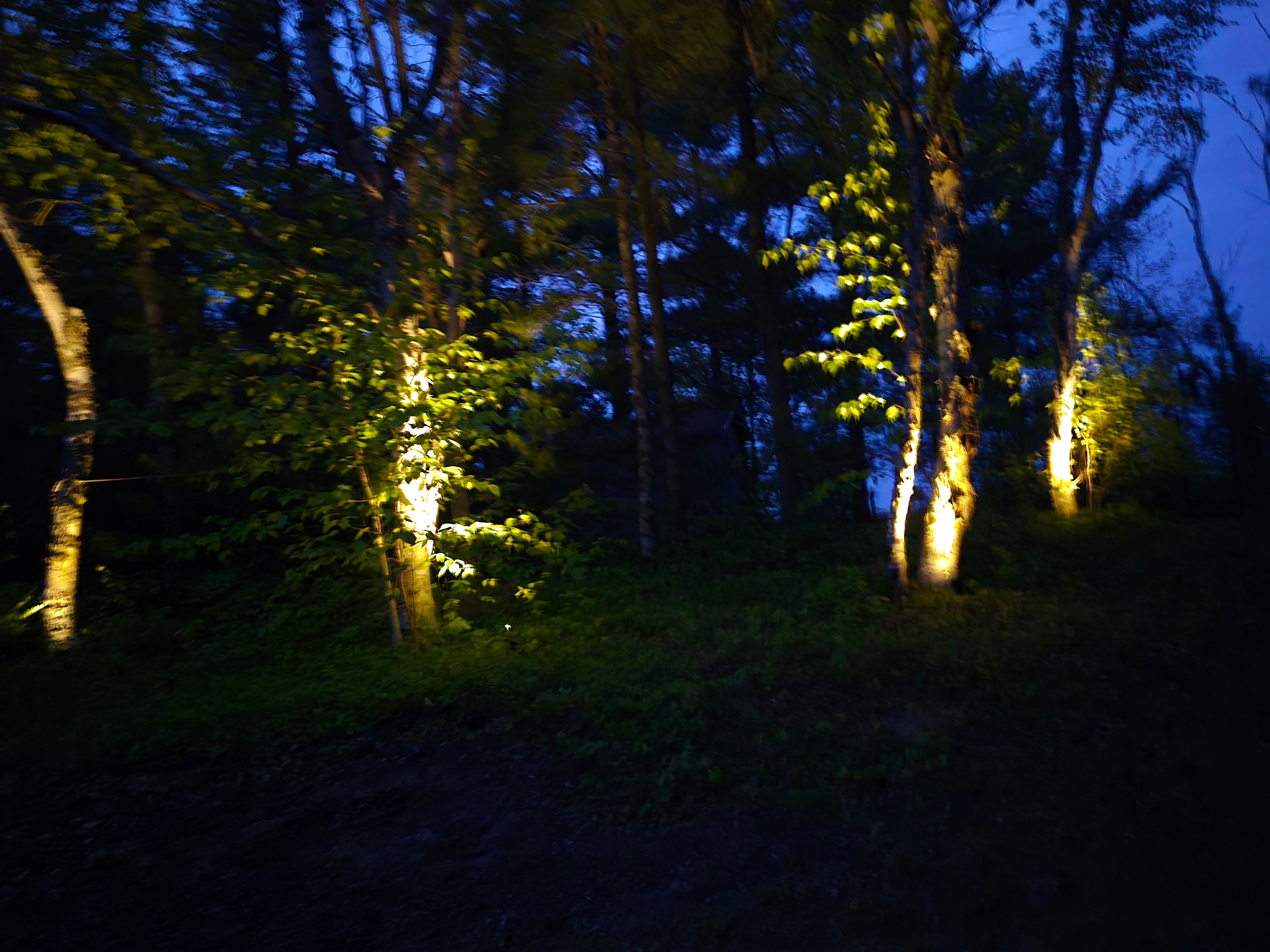 Solar lighting in the wooded area 
