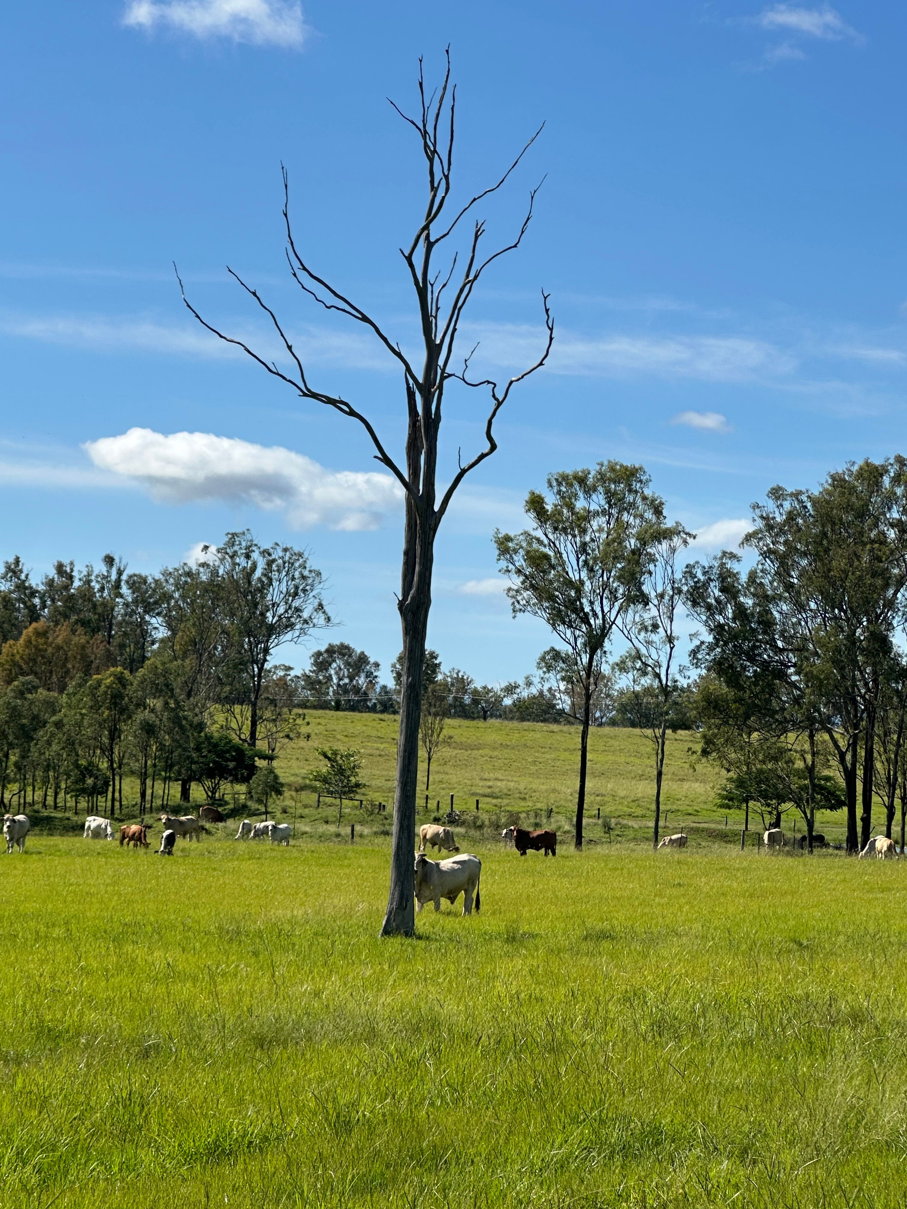 Funny Farm Frazerview