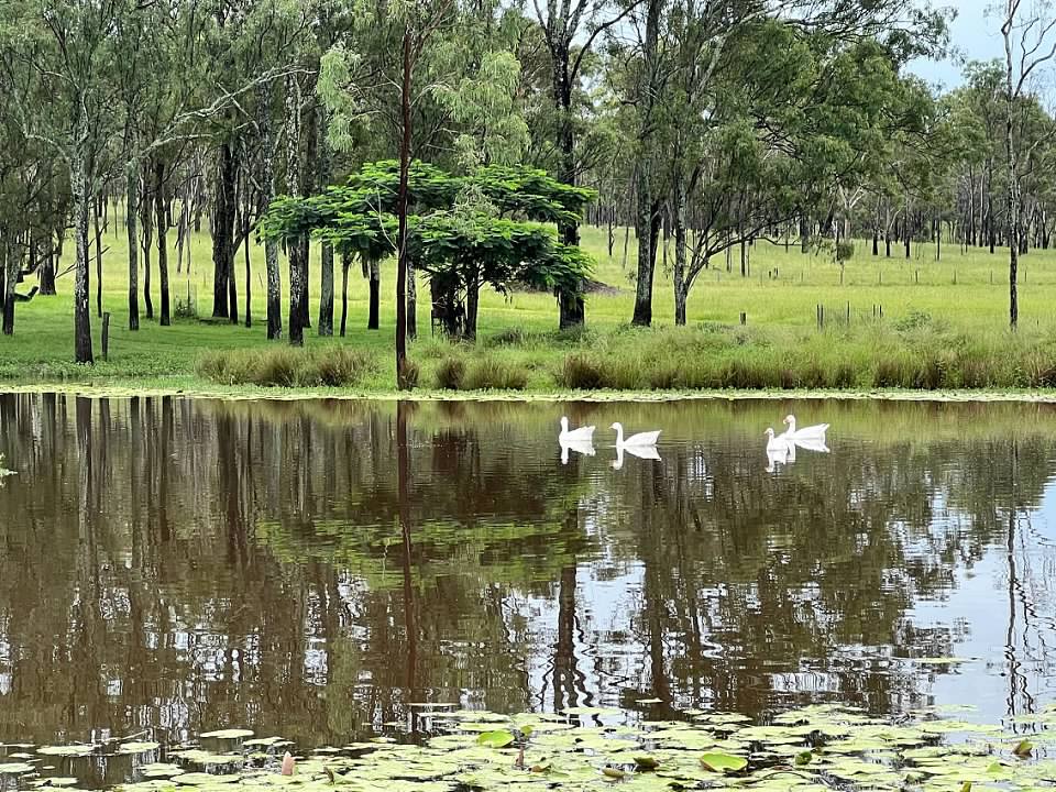 Funny Farm Frazerview