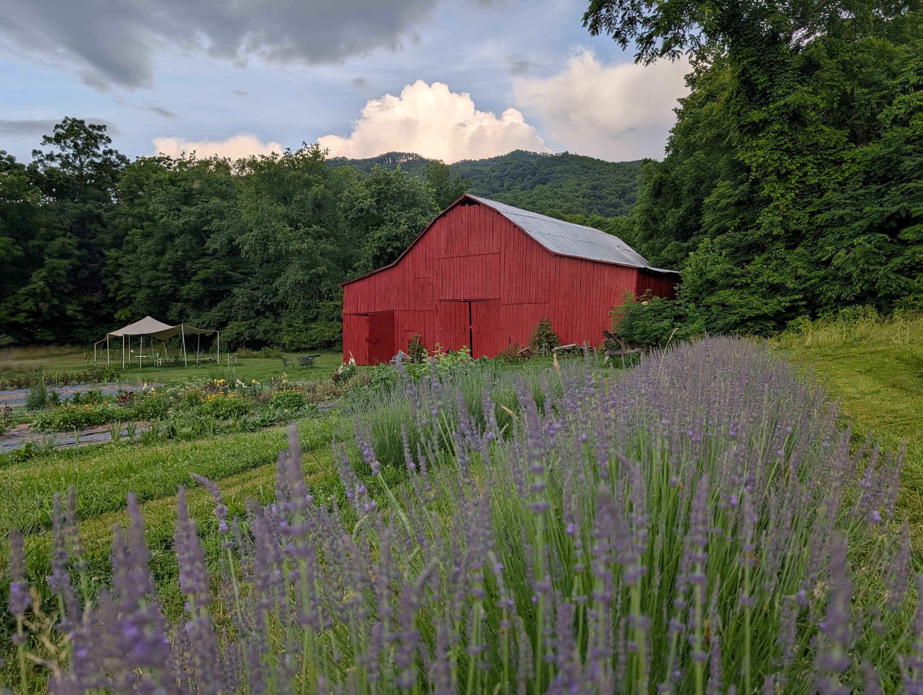 Harvey Family Flower Farm